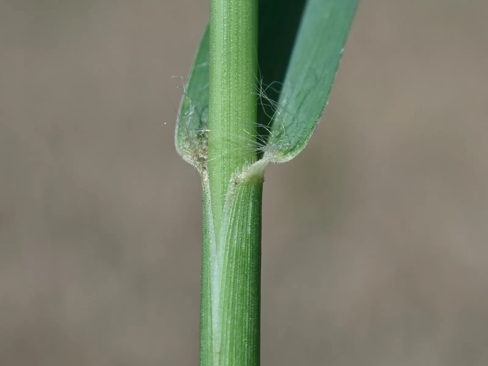 Yellow Foxtail Grass (Alopecurus Pratensis 'Aureus') — 12-24 inches and a spread of up to 20 inches; grass / ground cover for full or half