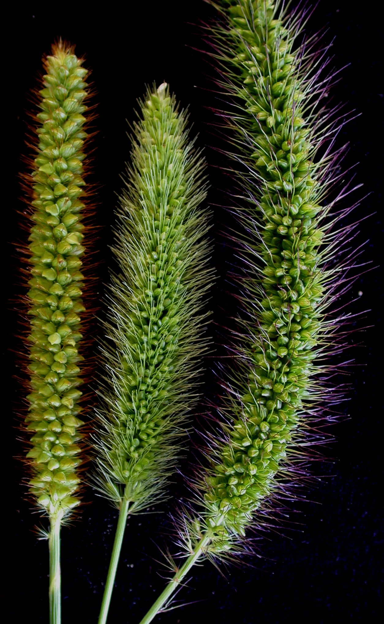Yellow Foxtail Grass (Alopecurus Pratensis 'Aureus') — Prefers full sun to partial shade and well-drained soil; scientifically known as Alopecurus, image 76