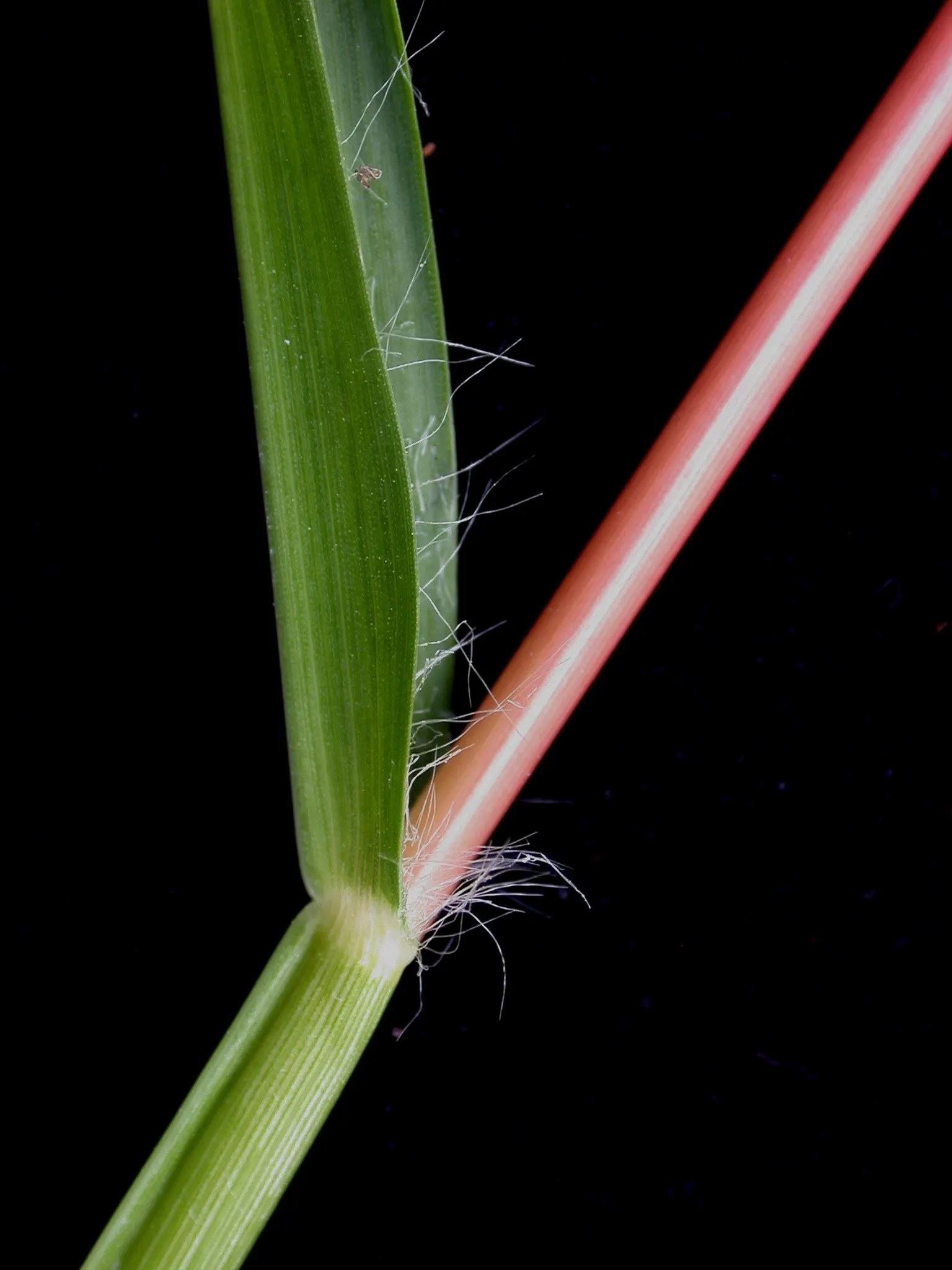 Yellow Foxtail Grass (Alopecurus Pratensis 'Aureus') — Its soft, brush-like inflorescences add texture, contrasting beautifully with darker greens, image 77