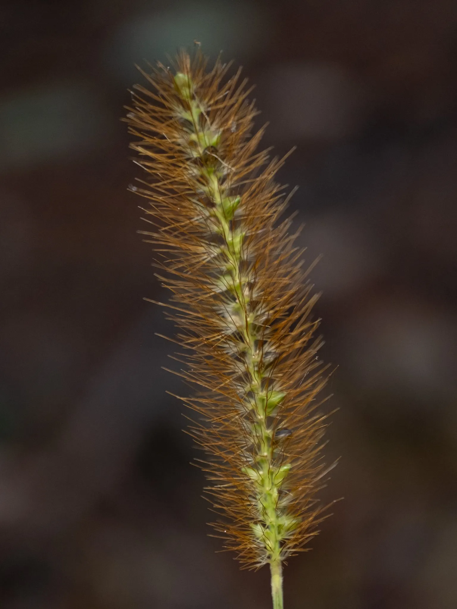 Yellow Foxtail Grass (Alopecurus Pratensis 'Aureus') — While it is a relatively low-maintenance plant; making it a versatile choice for borders, image 87