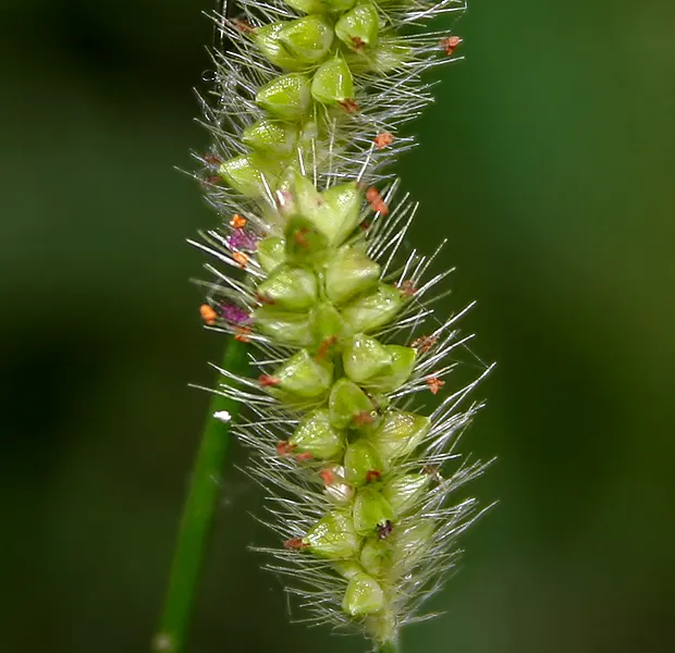 Yellow Foxtail Grass (Alopecurus Pratensis 'Aureus') — or as an accent in mixed beds; welcoming a variety of pollinators to the garden, image 49