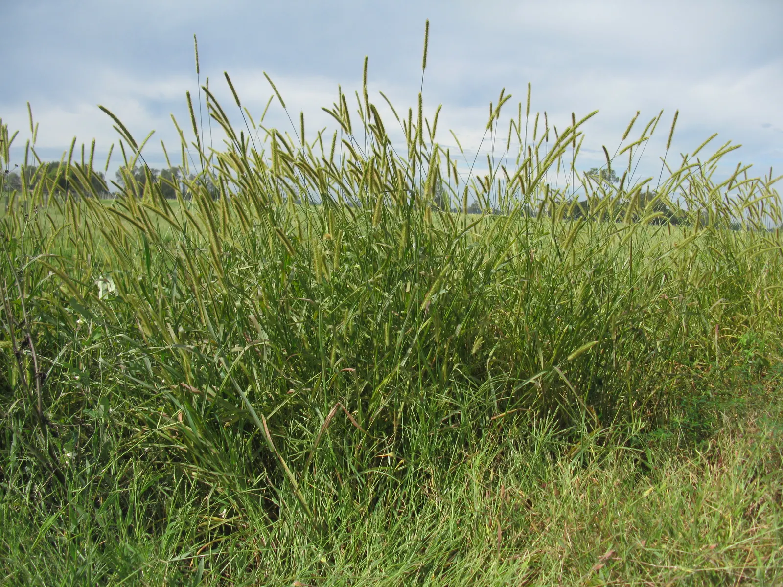 Yellow Foxtail Grass (Alopecurus Pratensis 'Aureus') — is a striking perennial with vibrant golden-yellow foliage