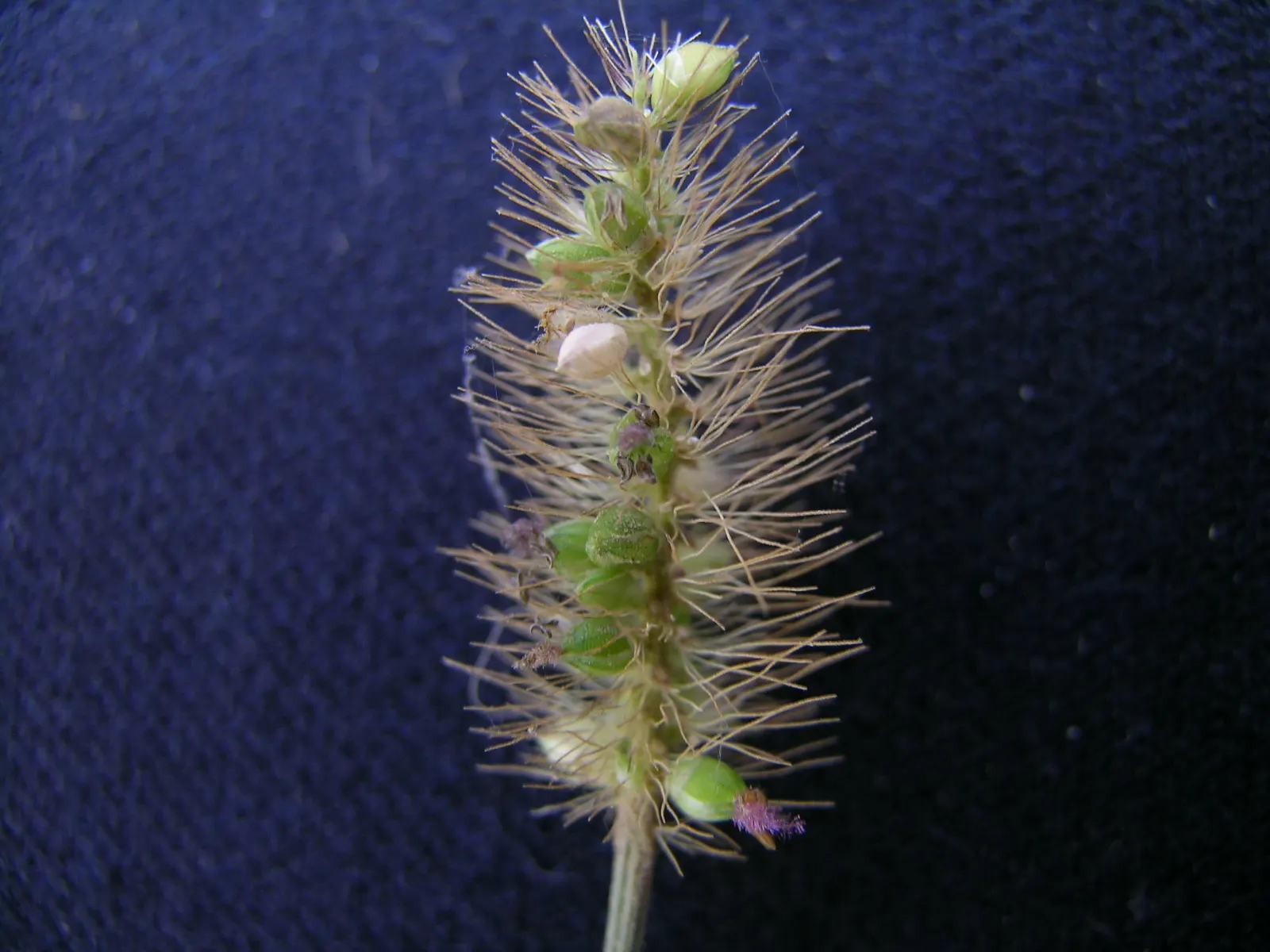 Yellow Foxtail Grass (Alopecurus Pratensis 'Aureus') — 12-24 inches and a spread of up to 20 inches; grass / ground cover for full or half, image 39