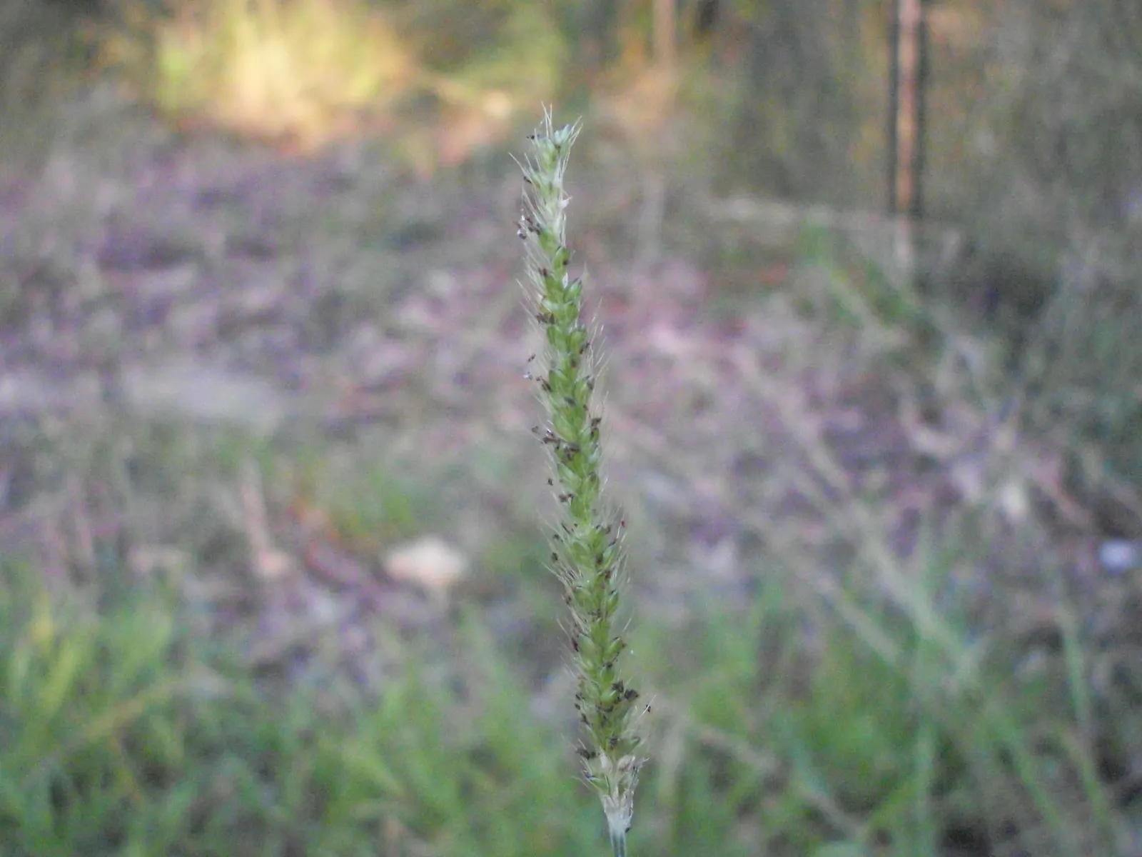 Yellow Foxtail Grass (Alopecurus Pratensis 'Aureus') — It thrives in USDA hardiness zones 4 to 8; its soft, brush-like inflorescences add texture, contrasting