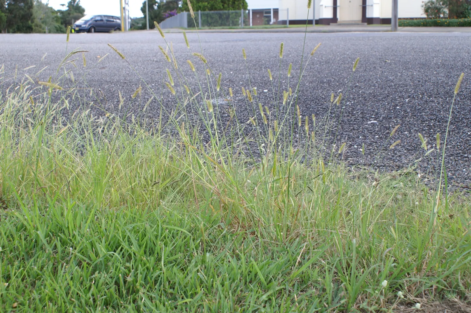 Yellow Foxtail Grass (Alopecurus Pratensis 'Aureus') — While it is a relatively low-maintenance plant