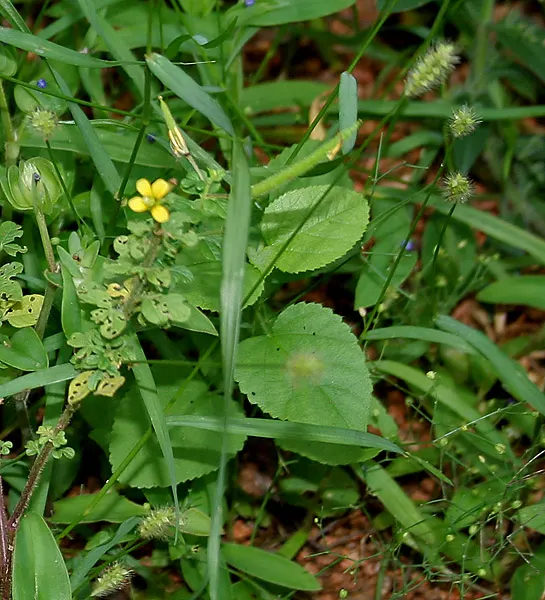 Yellow Foxtail Grass (Alopecurus Pratensis 'Aureus') — While it is a relatively low-maintenance plant; making it a versatile choice for borders, image 69