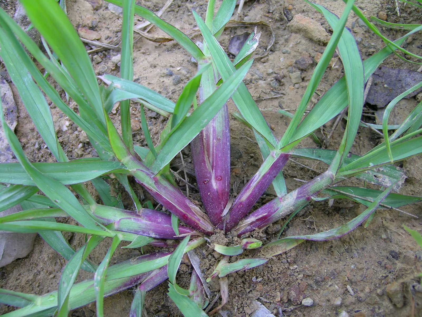 Yellow Foxtail Grass (Alopecurus Pratensis 'Aureus') — This ornamental grass grows to a height of approx