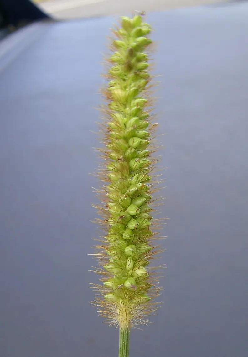 Yellow Foxtail Grass (Alopecurus Pratensis 'Aureus') — As a striking cultivar of the Meadow Foxtail