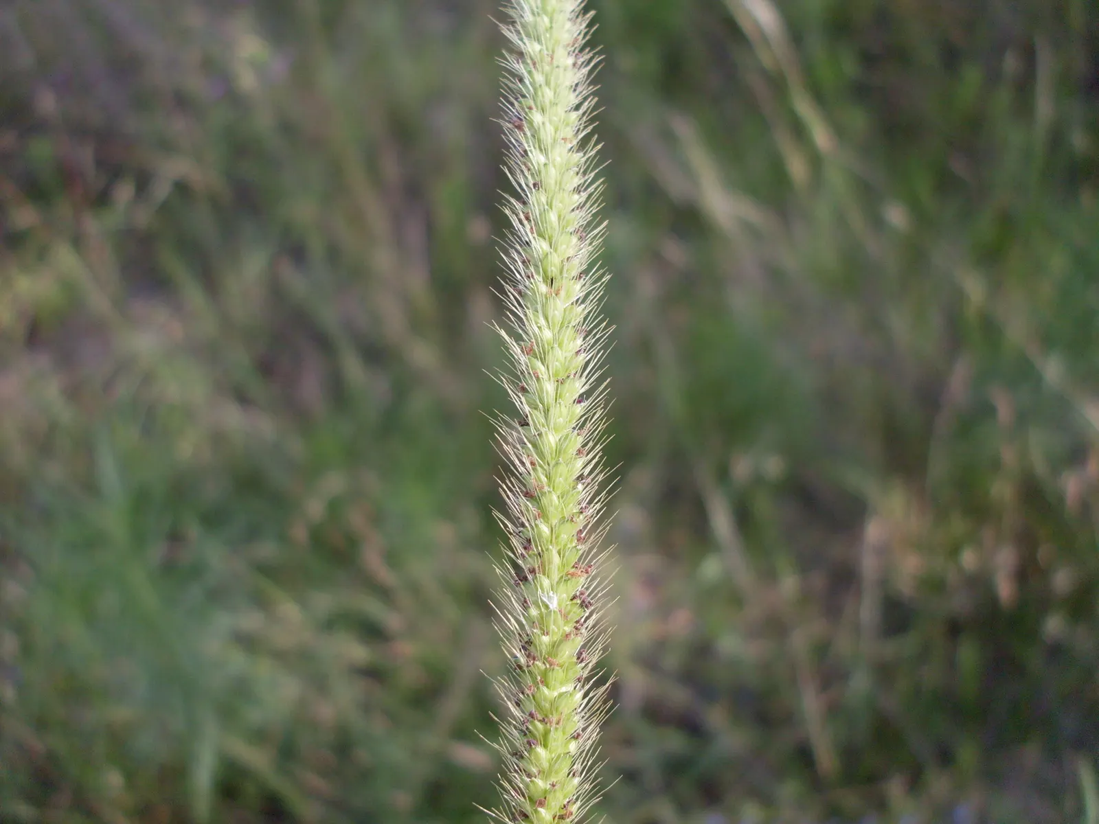 Yellow Foxtail Grass (Alopecurus Pratensis 'Aureus') — Its soft, brush-like inflorescences add texture, contrasting beautifully with darker greens, image 41