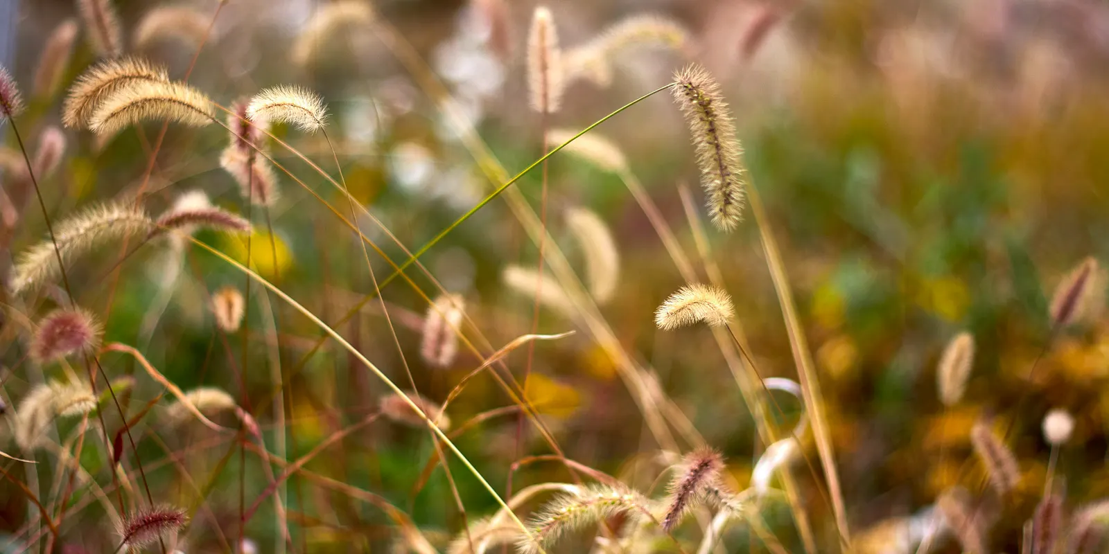 Yellow Foxtail Grass (Alopecurus Pratensis 'Aureus') — making it a versatile choice for borders; as a striking cultivar of the Meadow Foxtail, image 48