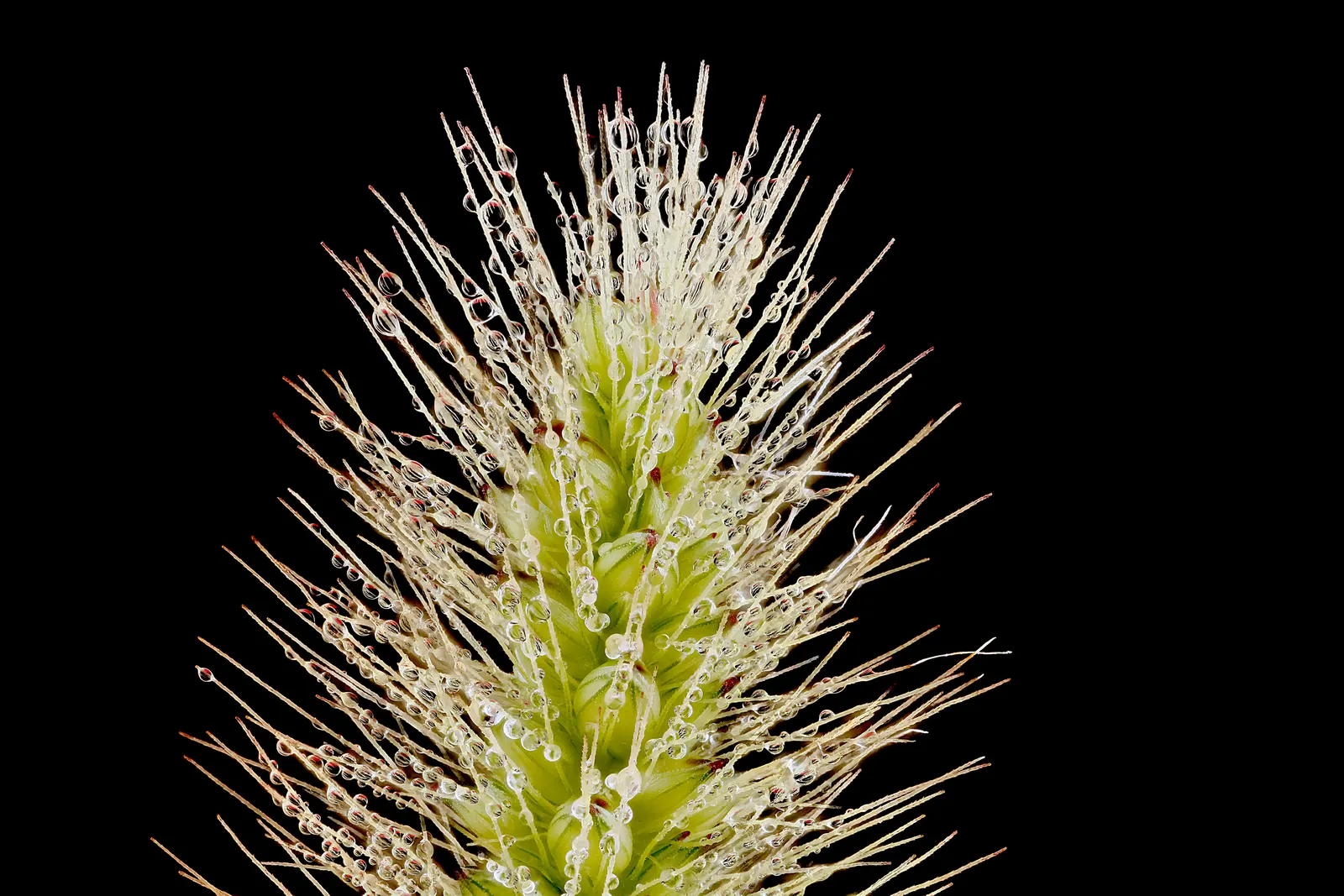 Yellow Foxtail Grass (Alopecurus Pratensis 'Aureus') — brush-like flower spikes that emerge in spring