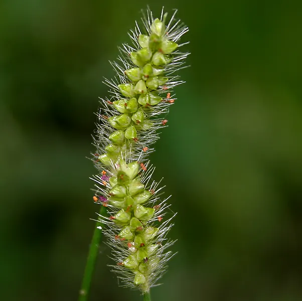Yellow Foxtail Grass (Alopecurus Pratensis 'Aureus') — Prefers full sun to partial shade and well-drained soil; scientifically known as Alopecurus, image 58