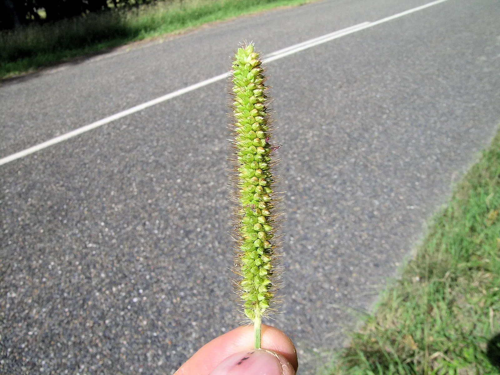 Yellow Foxtail Grass (Alopecurus Pratensis 'Aureus') — grass / ground cover for full or half; while it is a relatively low-maintenance plant, image 54