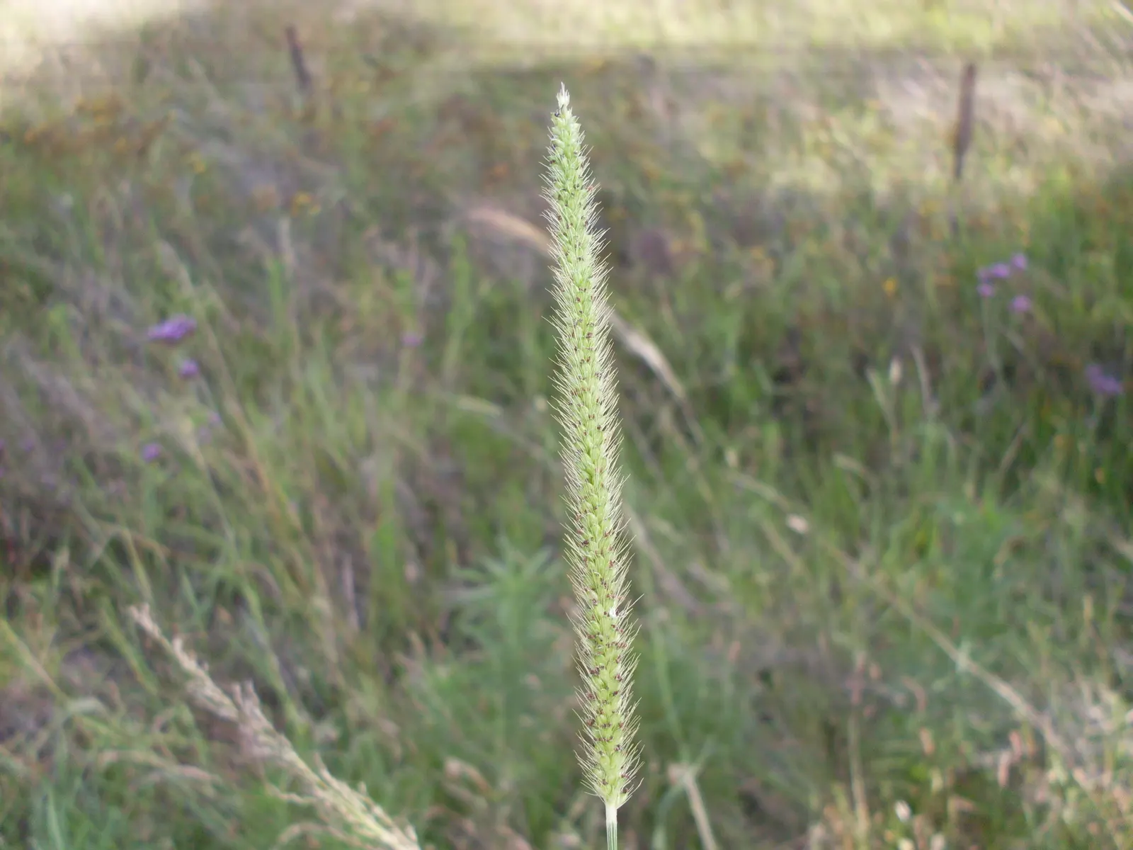 Yellow Foxtail Grass (Alopecurus Pratensis 'Aureus') — or as an accent in mixed beds; welcoming a variety of pollinators to the garden