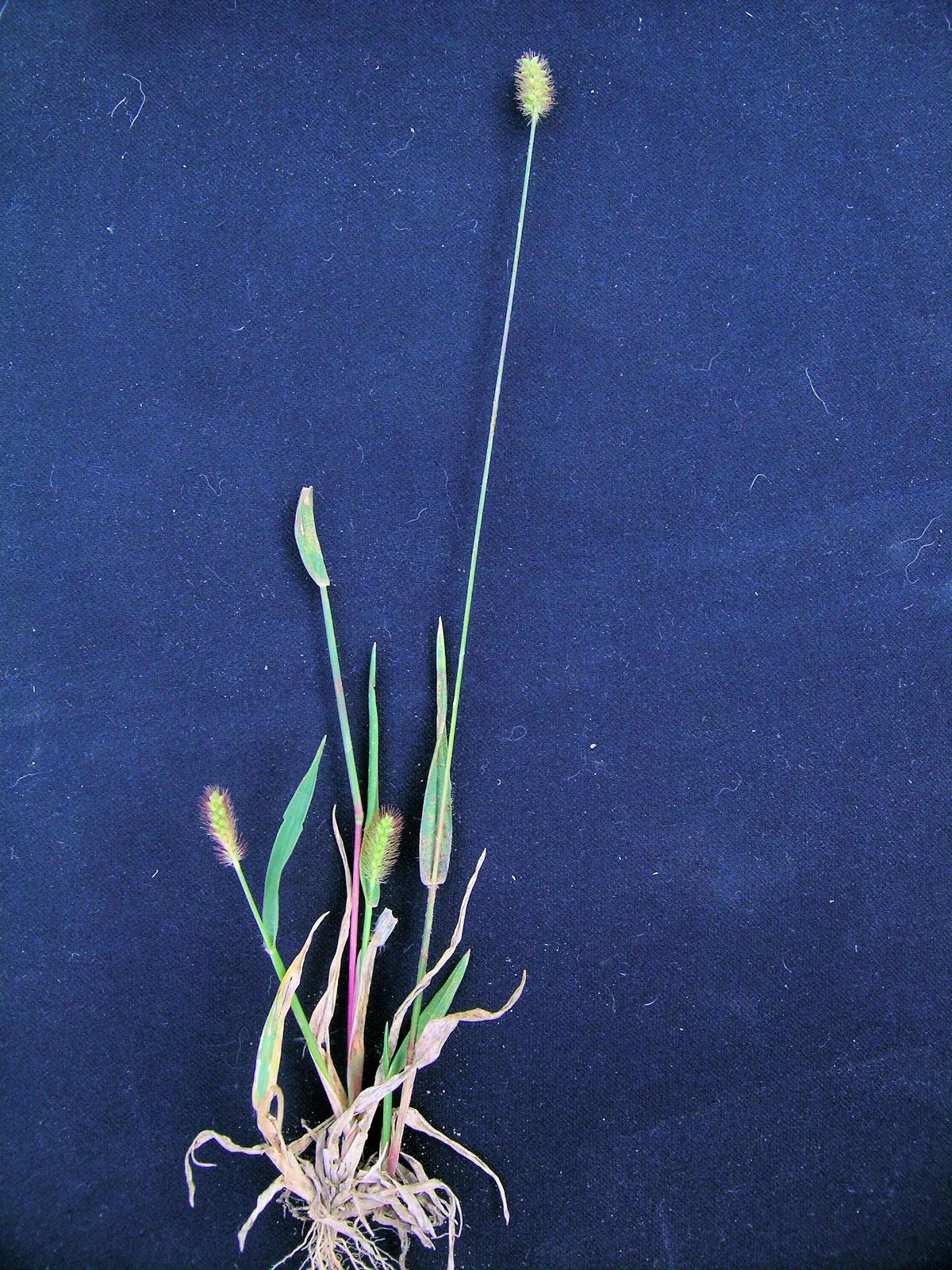 Yellow Foxtail Grass (Alopecurus Pratensis 'Aureus') — Yellow Foxtail Grass reaches a modest height of approximately 12 to 24 inches; this ornamental grass