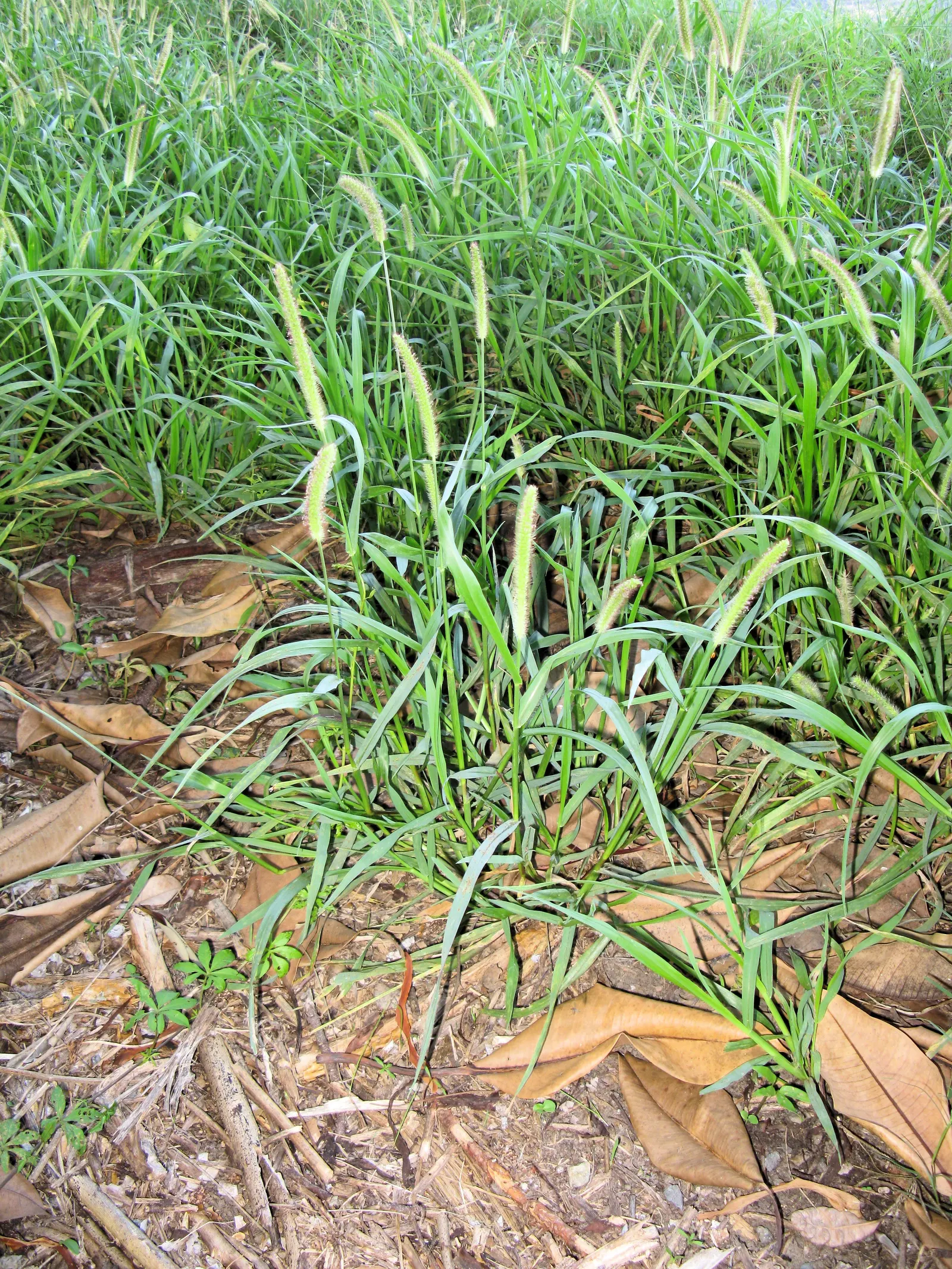 Yellow Foxtail Grass (Alopecurus Pratensis 'Aureus') — is a striking perennial with vibrant golden-yellow foliage; prefers full sun to partial, image 37