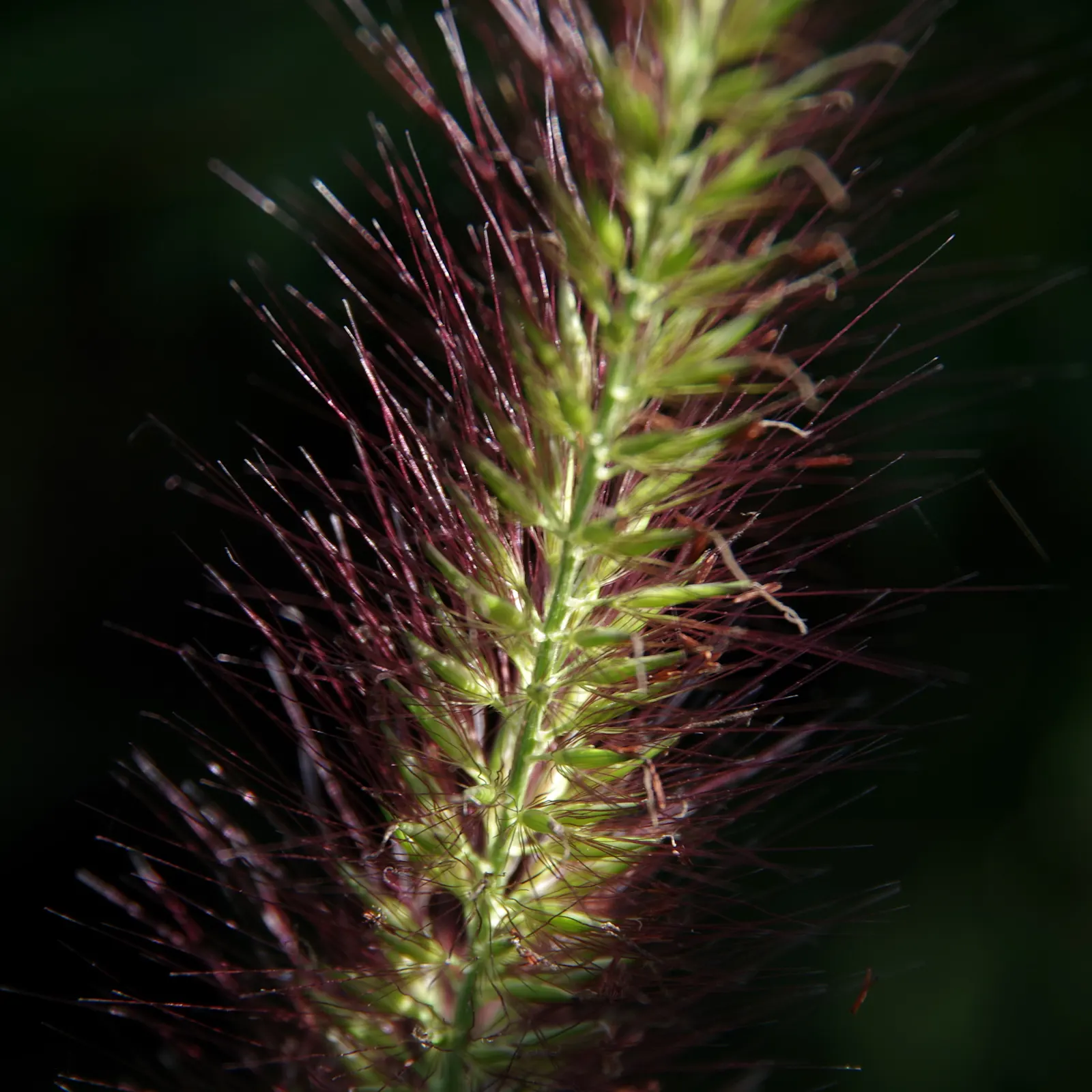 Yellow Foxtail Grass (Alopecurus Pratensis 'Aureus') — Its soft, brush-like inflorescences add texture, contrasting beautifully with darker greens; it thrives
