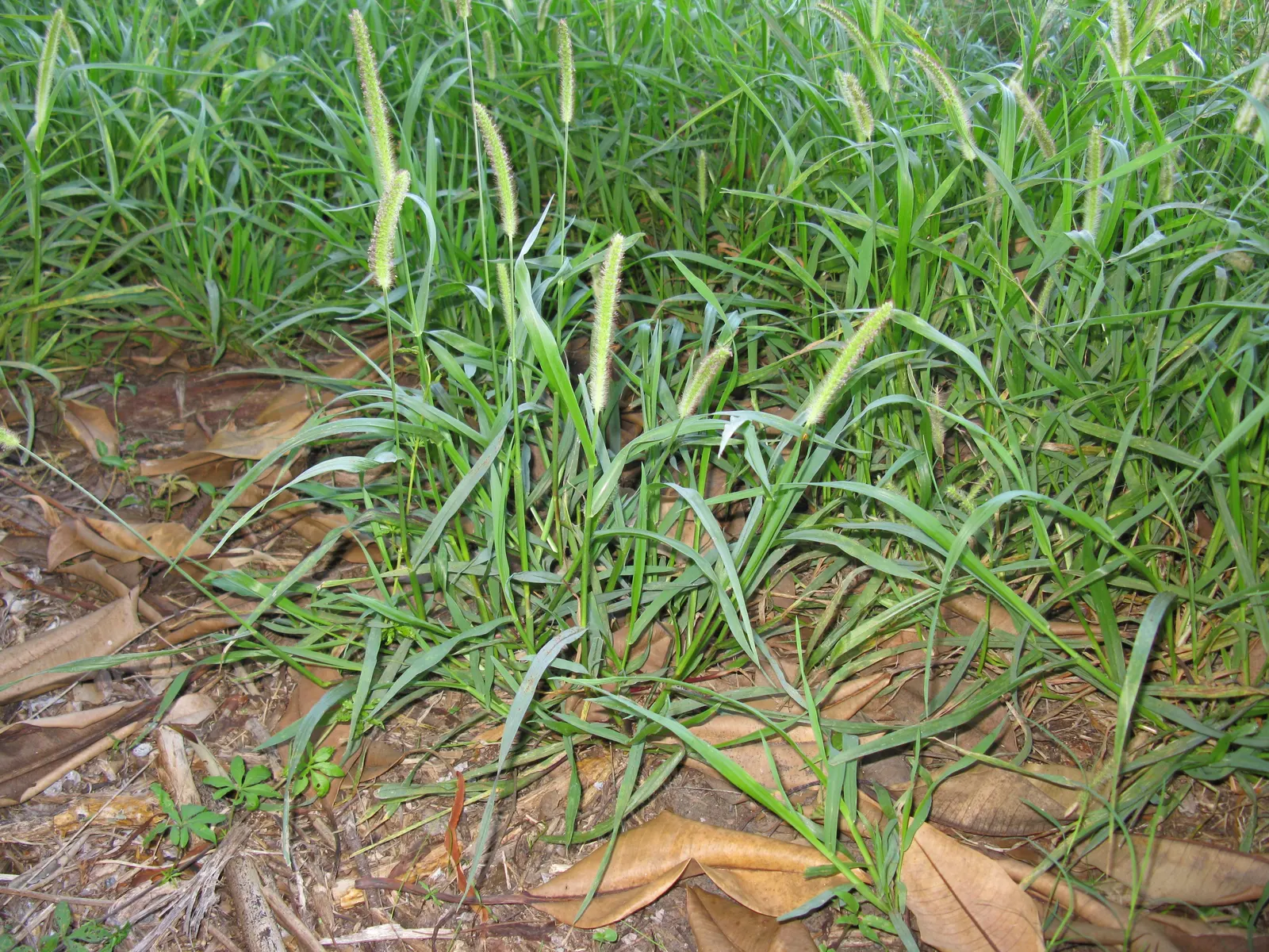Yellow Foxtail Grass (Alopecurus Pratensis 'Aureus') — Yellow Foxtail Grass reaches a modest height of approximately 12 to 24 inches; this, image 83