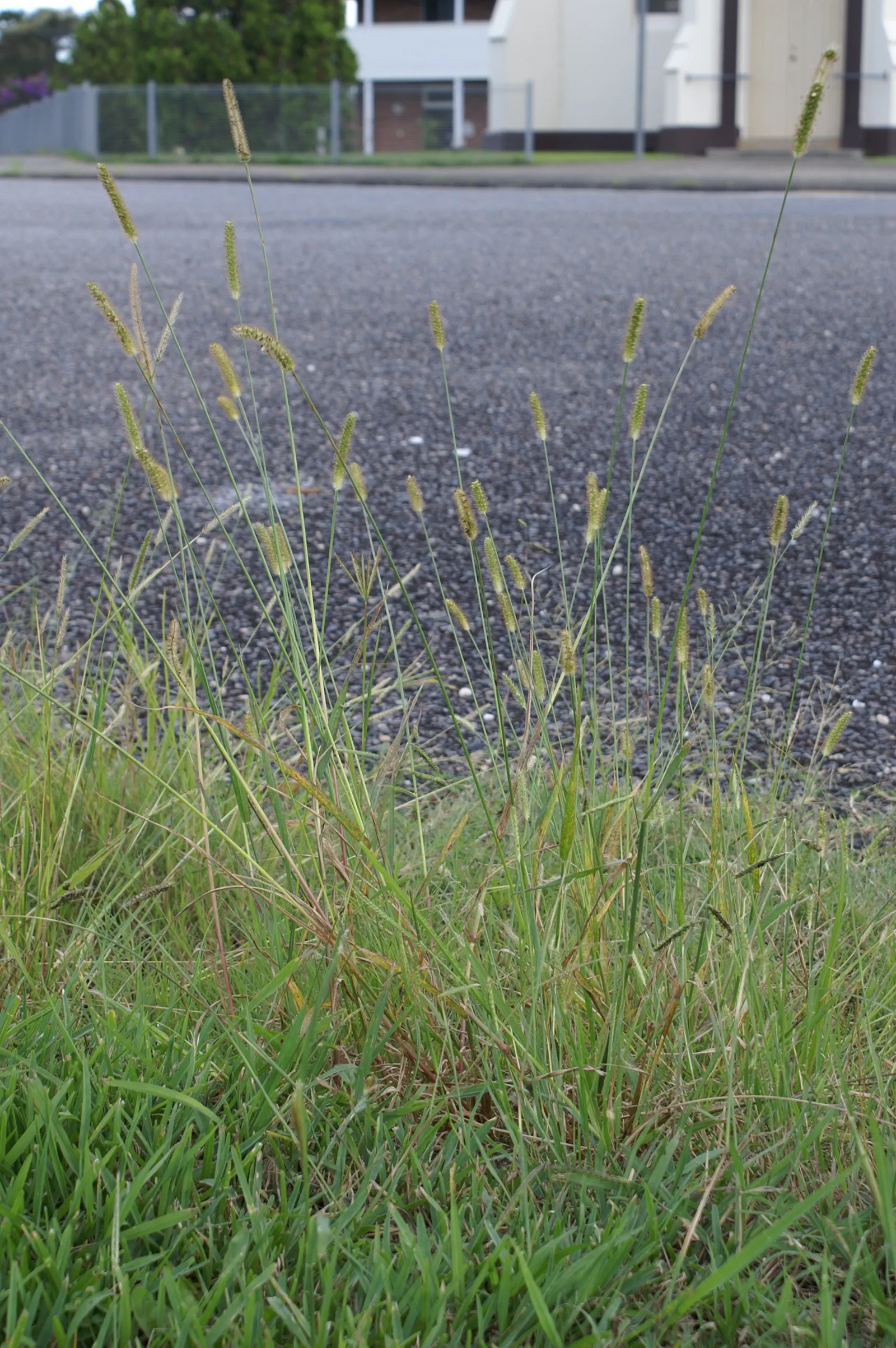 Yellow Foxtail Grass (Alopecurus Pratensis 'Aureus') — It thrives in USDA hardiness zones 4 to 8; its soft, brush-like inflorescences add texture, image 86