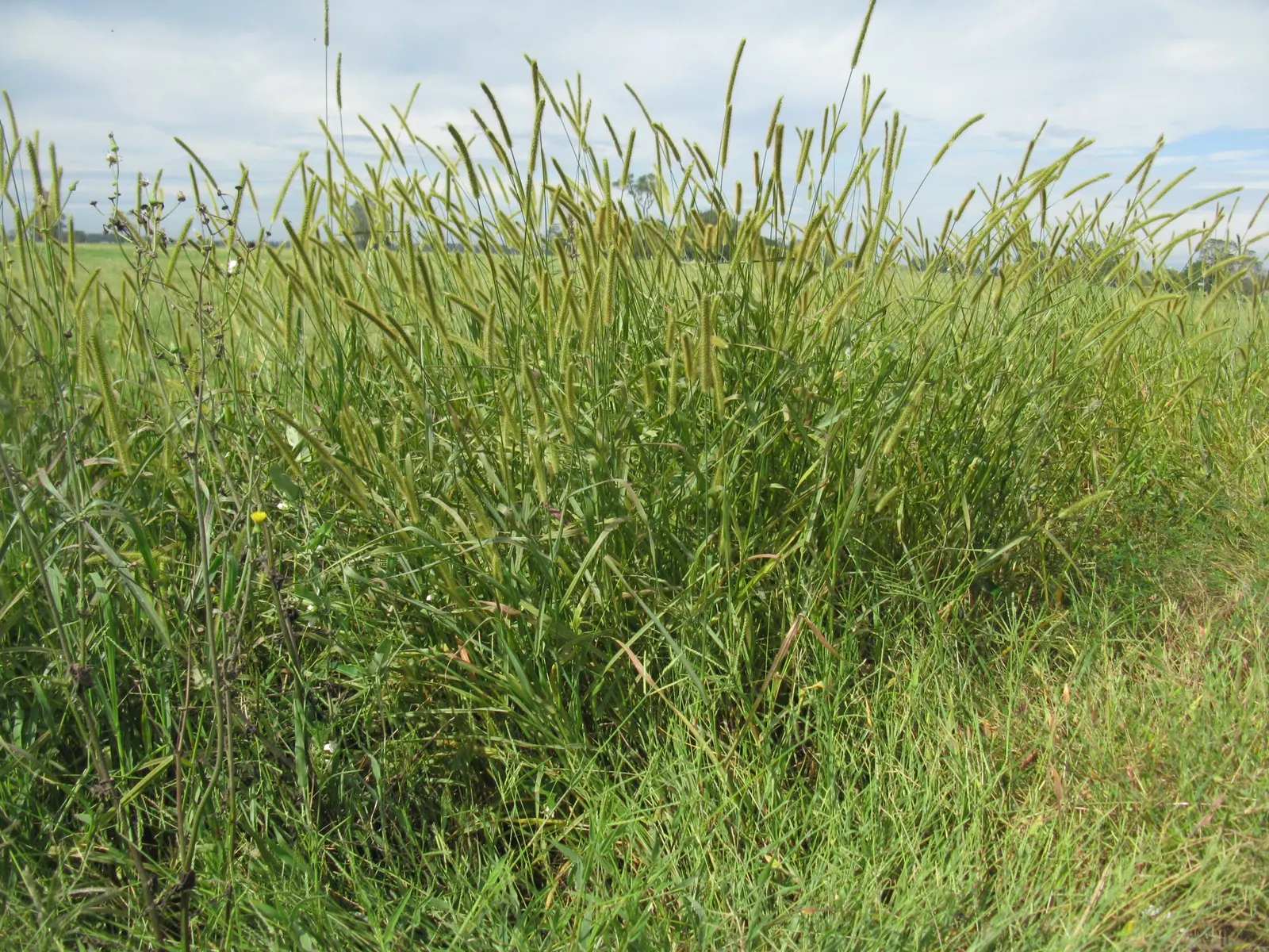Yellow Foxtail Grass (Alopecurus Pratensis 'Aureus') — making it a versatile choice for borders; as a striking cultivar of the Meadow Foxtail