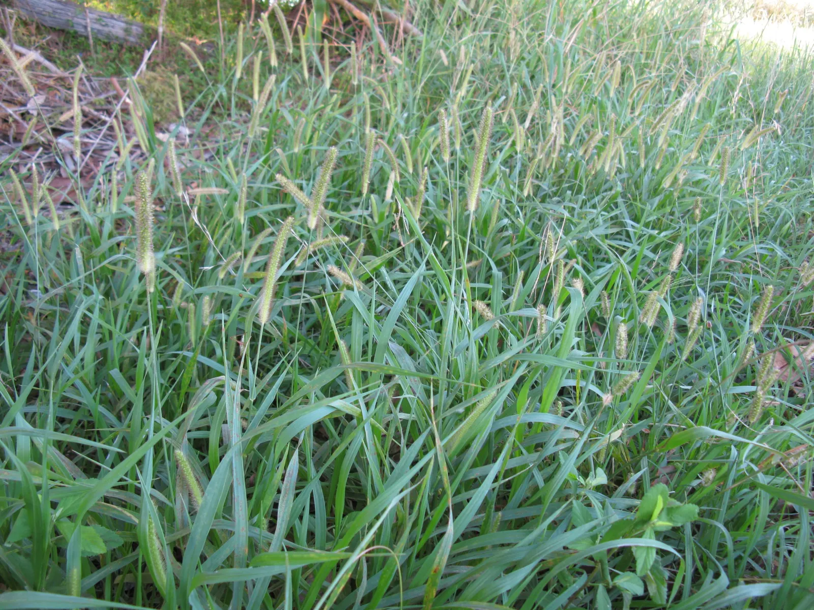 Yellow Foxtail Grass (Alopecurus Pratensis 'Aureus') — Yellow Foxtail Grass reaches a modest height of approximately 12 to 24 inches; this, image 101