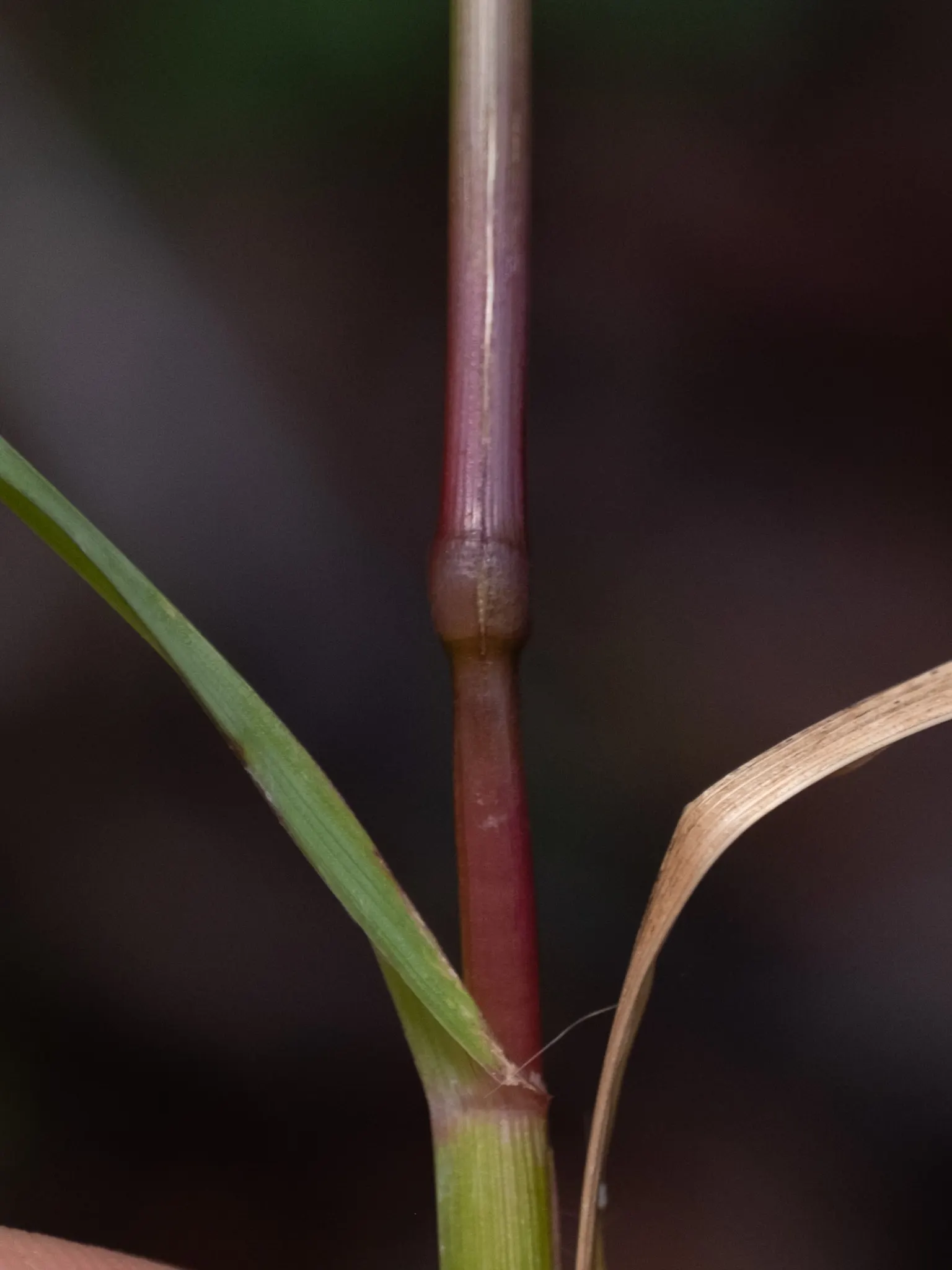 Yellow Foxtail Grass (Alopecurus Pratensis 'Aureus') — grass / ground cover for full or half; while it is a relatively low-maintenance plant, image 72
