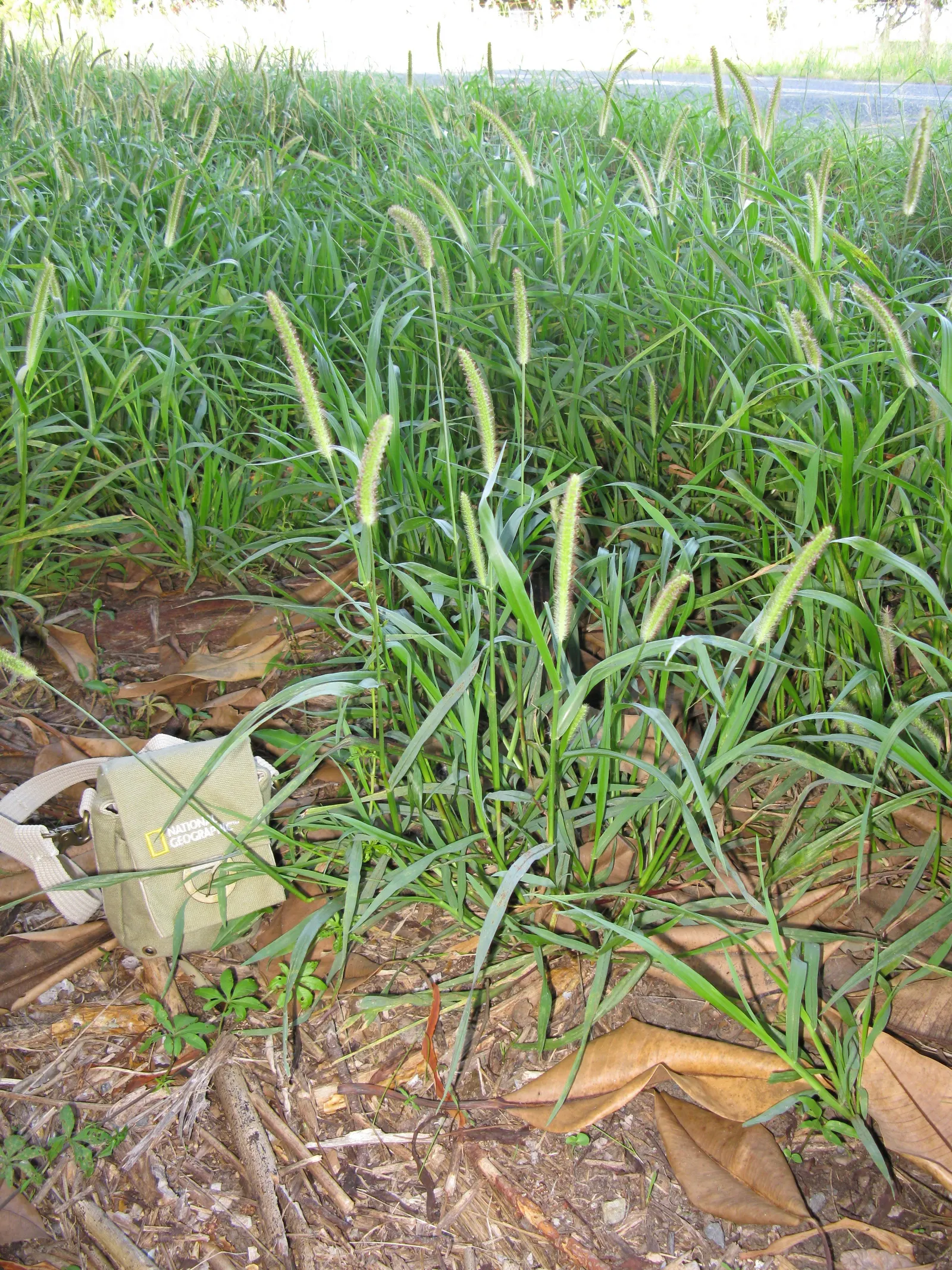 Yellow Foxtail Grass (Alopecurus Pratensis 'Aureus') — is an ornamental grass renowned for its vivid; when designing a landscape, image 62