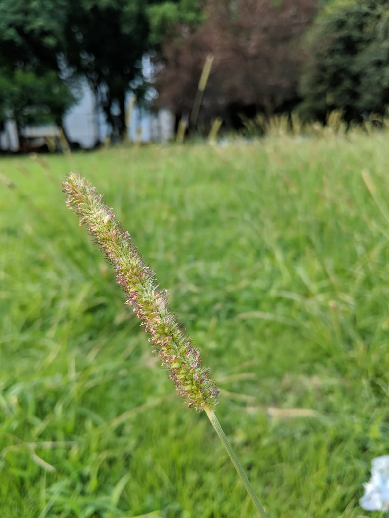 Yellow Foxtail Grass (Alopecurus Pratensis 'Aureus') — scientifically known as Alopecurus pratensis 'Aureus'; brush-like flower spikes that emerge, image 43