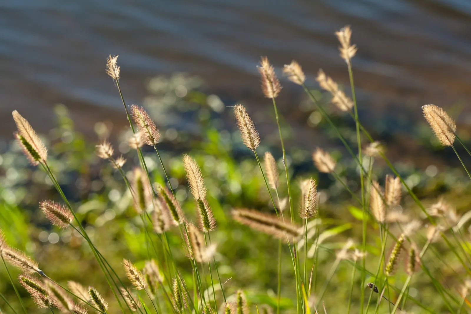 Yellow Foxtail Grass (Alopecurus Pratensis 'Aureus') — Prefers full sun to partial shade and well-drained soil