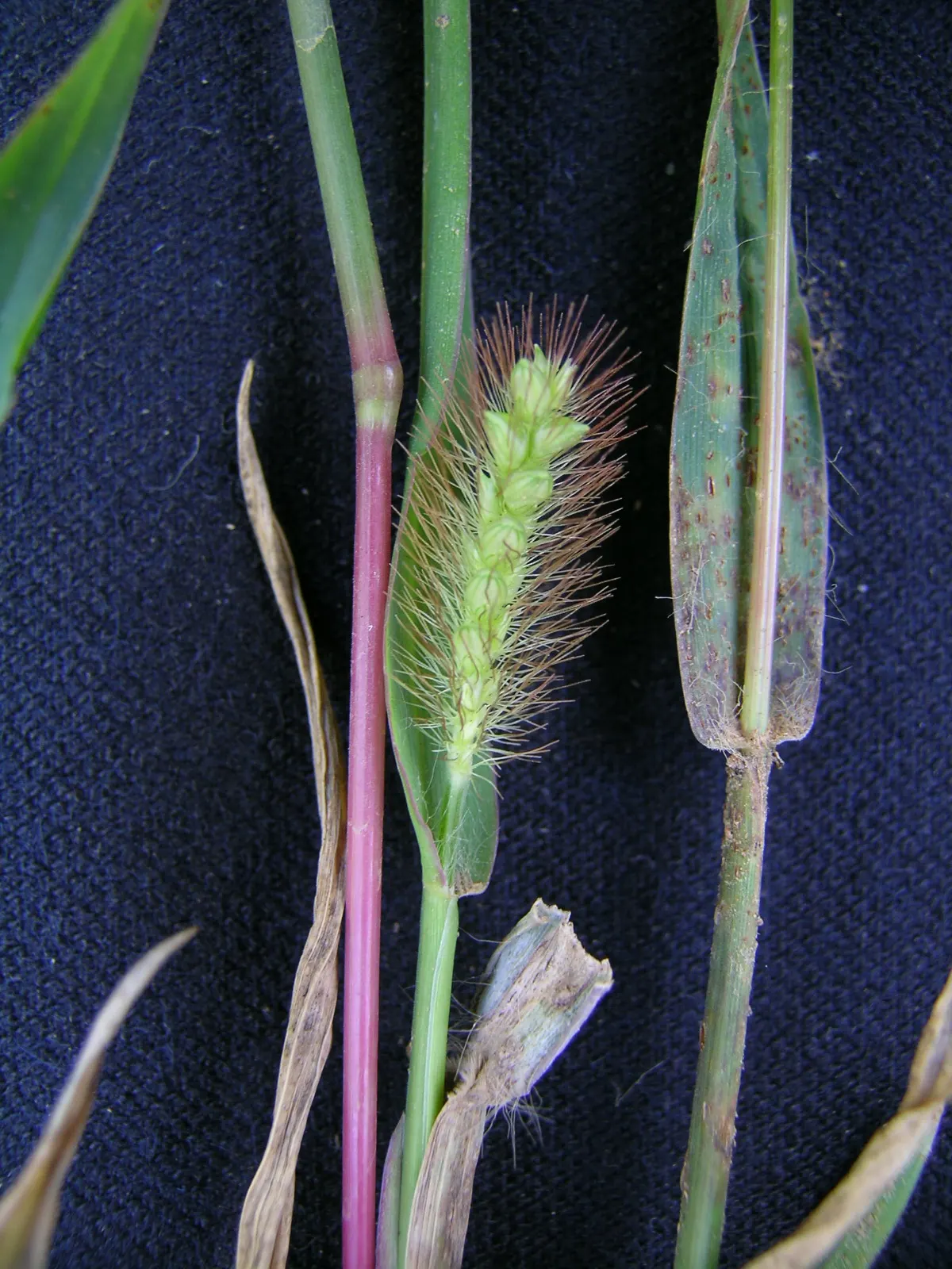 Yellow Foxtail Grass (Alopecurus Pratensis 'Aureus') — is a striking perennial with vibrant golden-yellow foliage; prefers full sun to partial, image 91