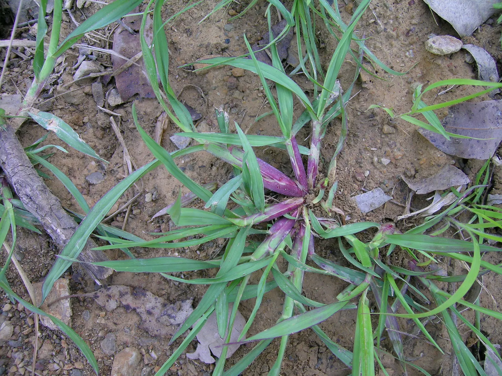 Yellow Foxtail Grass (Alopecurus Pratensis 'Aureus') — brush-like flower spikes that emerge in spring; or as an accent in mixed beds, image 46