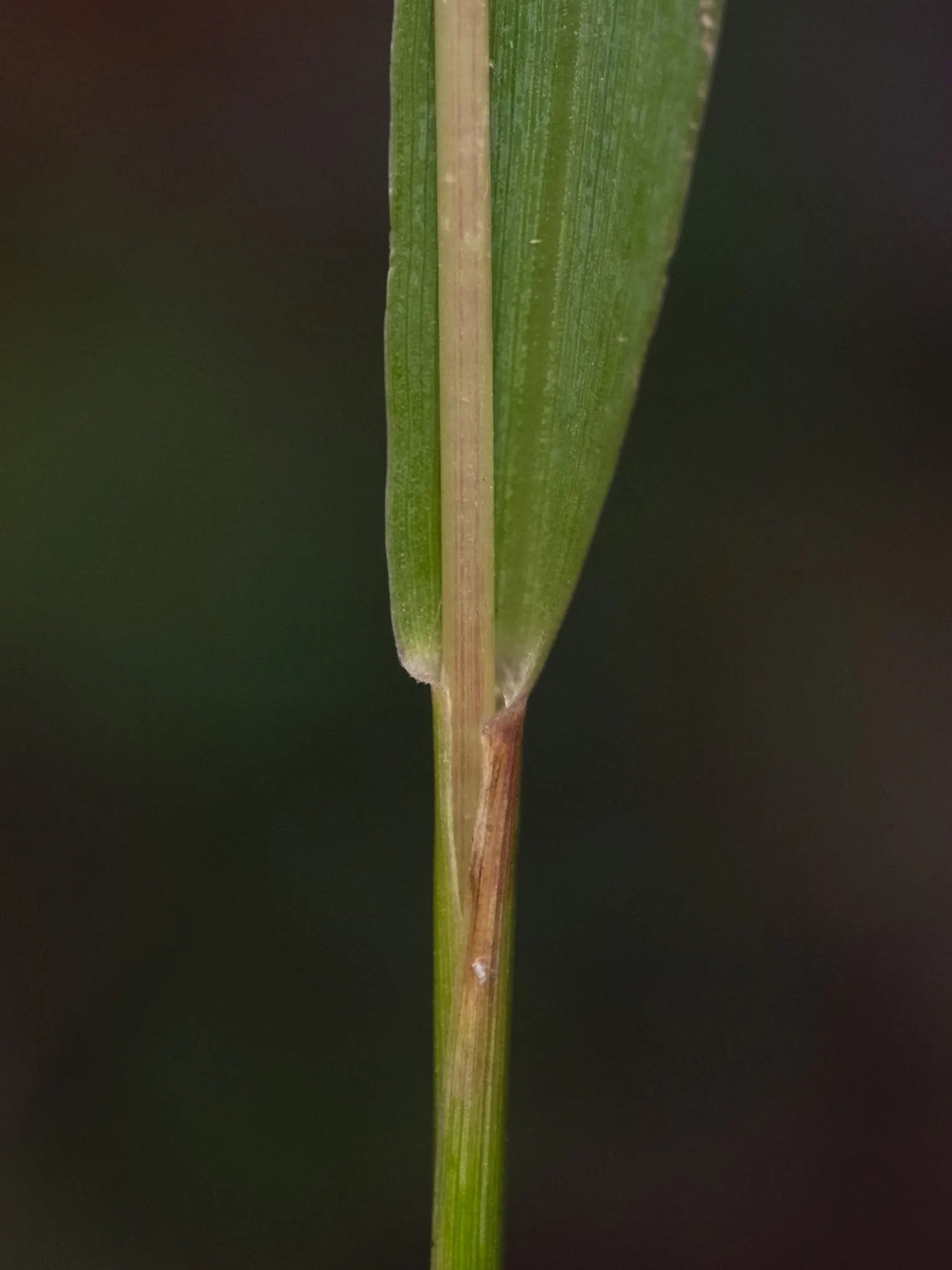 Yellow Foxtail Grass (Alopecurus Pratensis 'Aureus') — brush-like flower spikes that emerge in spring; or as an accent in mixed beds, image 82