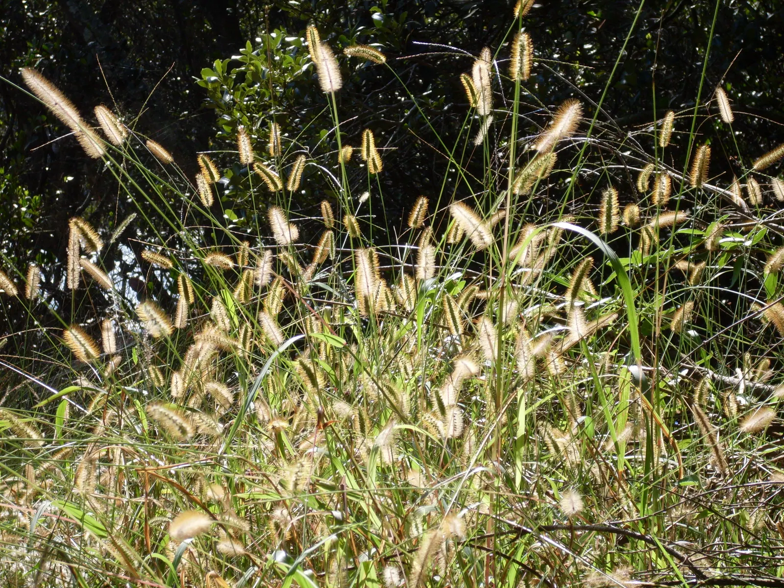 Yellow Foxtail Grass (Alopecurus Pratensis 'Aureus') — making it a versatile choice for borders