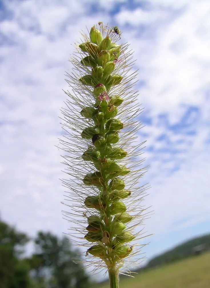 Yellow Foxtail Grass (Alopecurus Pratensis 'Aureus') — brush-like flower spikes that emerge in spring; or as an accent in mixed beds, image 64