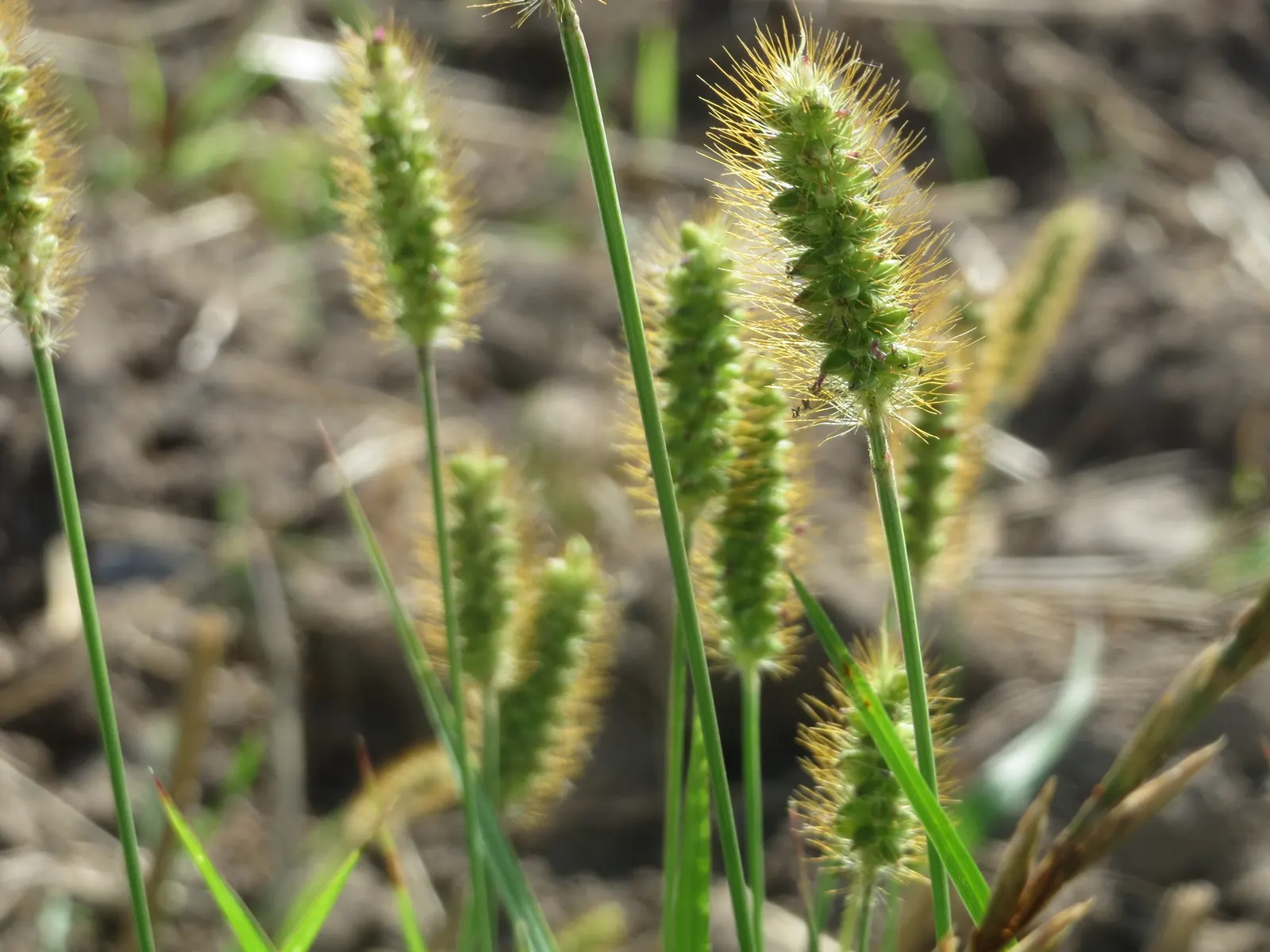 Yellow Foxtail Grass (Alopecurus Pratensis 'Aureus') — welcoming a variety of pollinators to the garden; is a striking perennial with vibrant, image 52