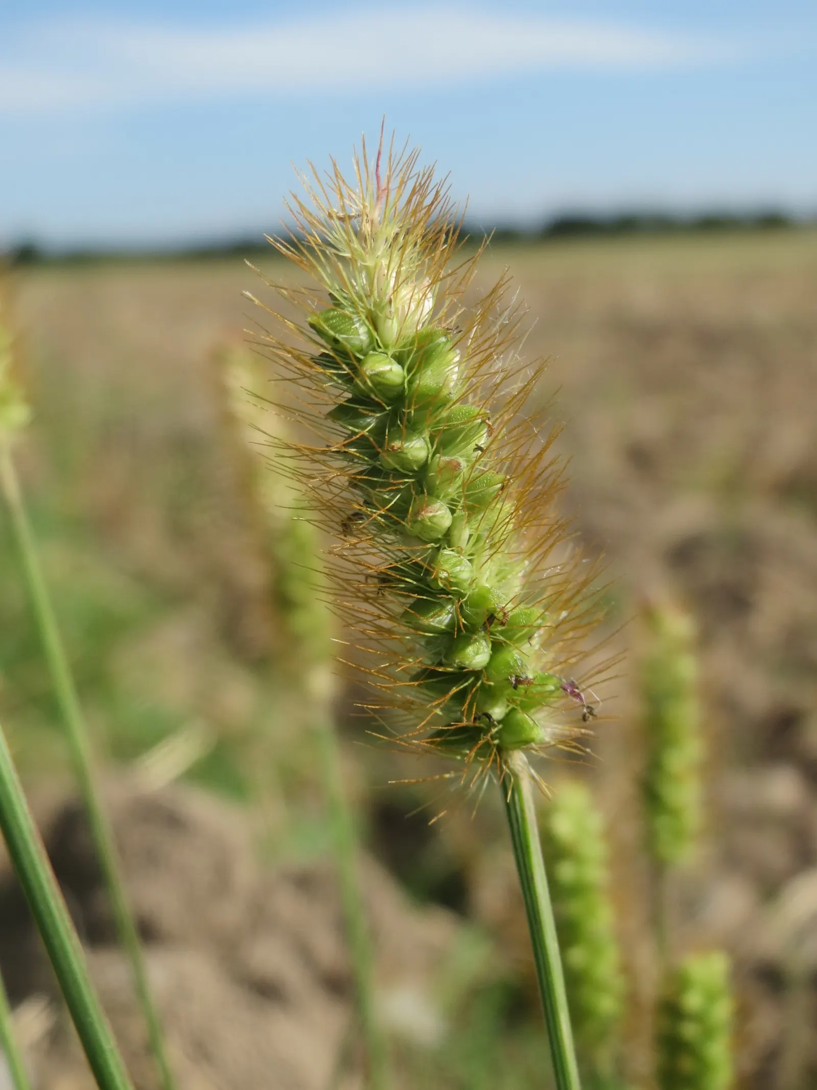 Yellow Foxtail Grass (Alopecurus Pratensis 'Aureus') — Ideal for borders, it provides movement and seasonal interest; 12-24 inches and a spread of up to 20