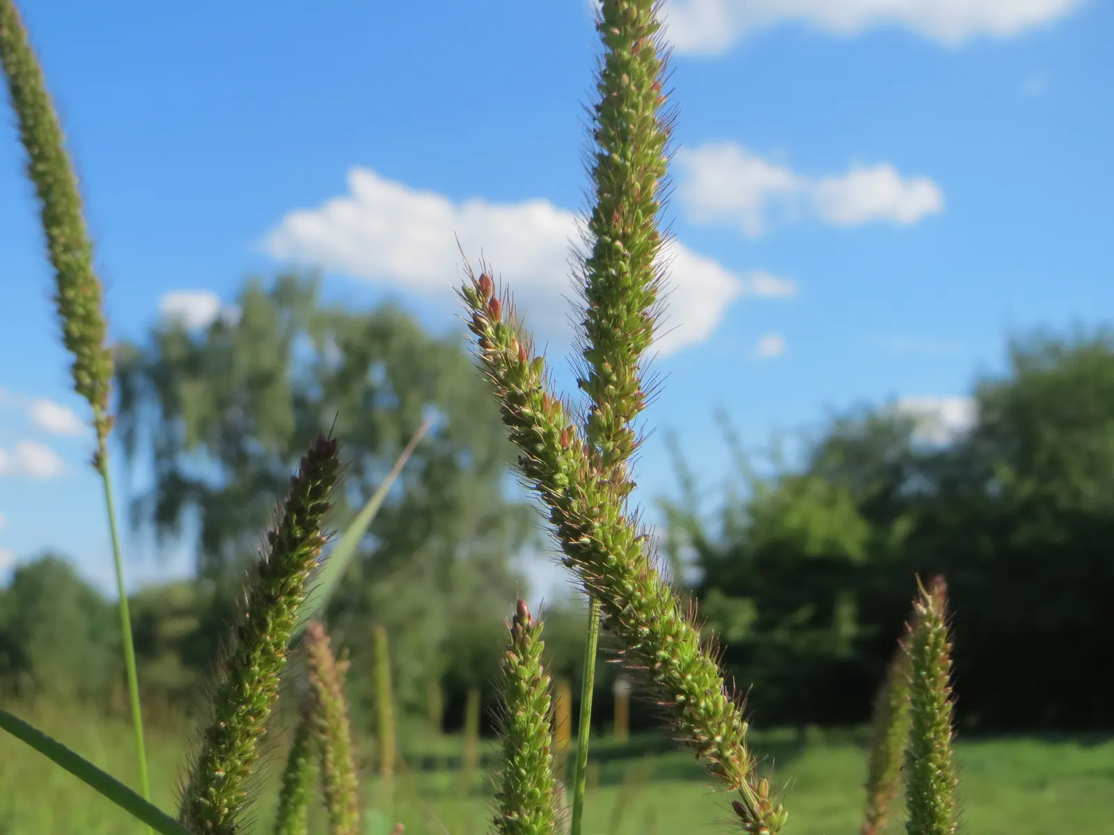 Yellow Foxtail Grass (Alopecurus Pratensis 'Aureus') — or as an accent in mixed beds; welcoming a variety of pollinators to the garden, image 85
