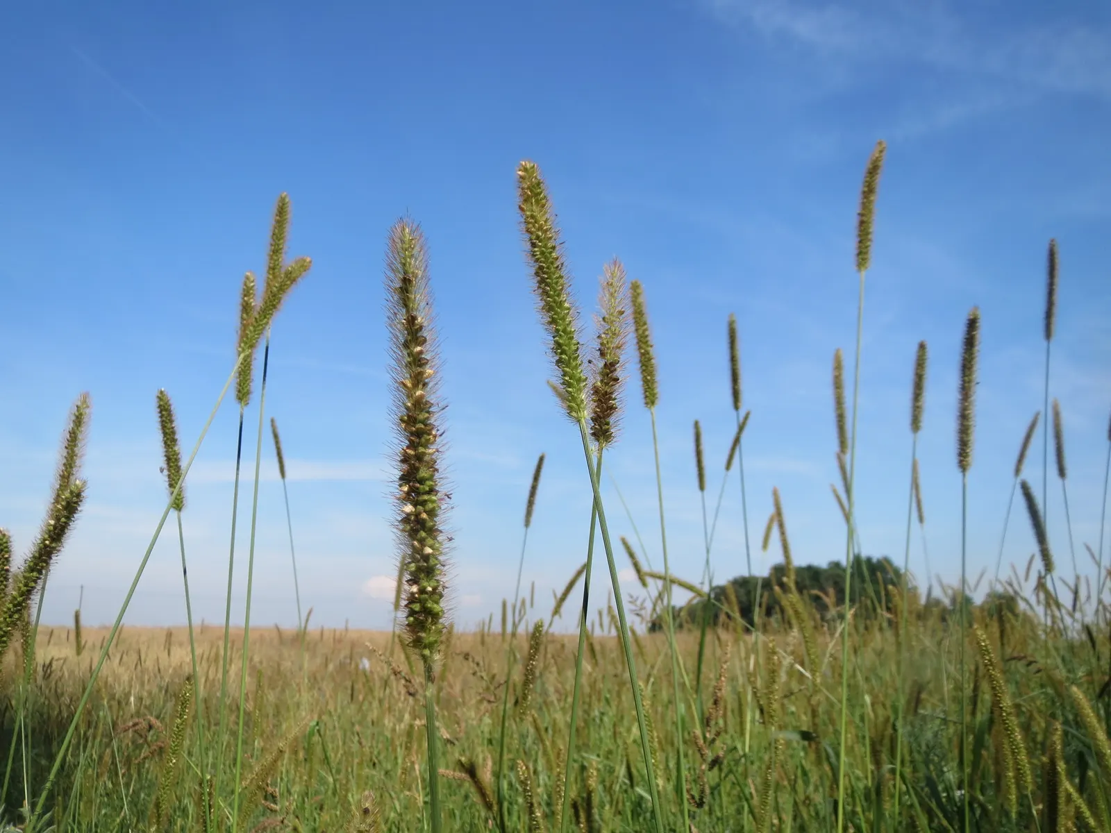 Yellow Foxtail Grass (Alopecurus Pratensis 'Aureus') — brush-like flower spikes that emerge in spring; or as an accent in mixed beds, image 100