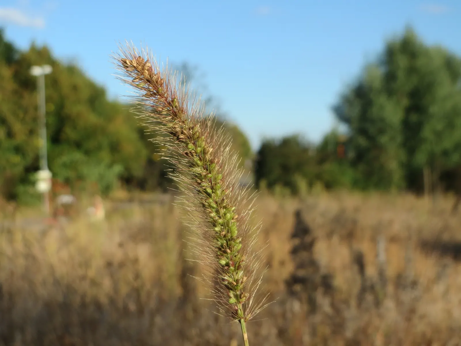 Yellow Foxtail Grass (Alopecurus Pratensis 'Aureus') — When designing a landscape