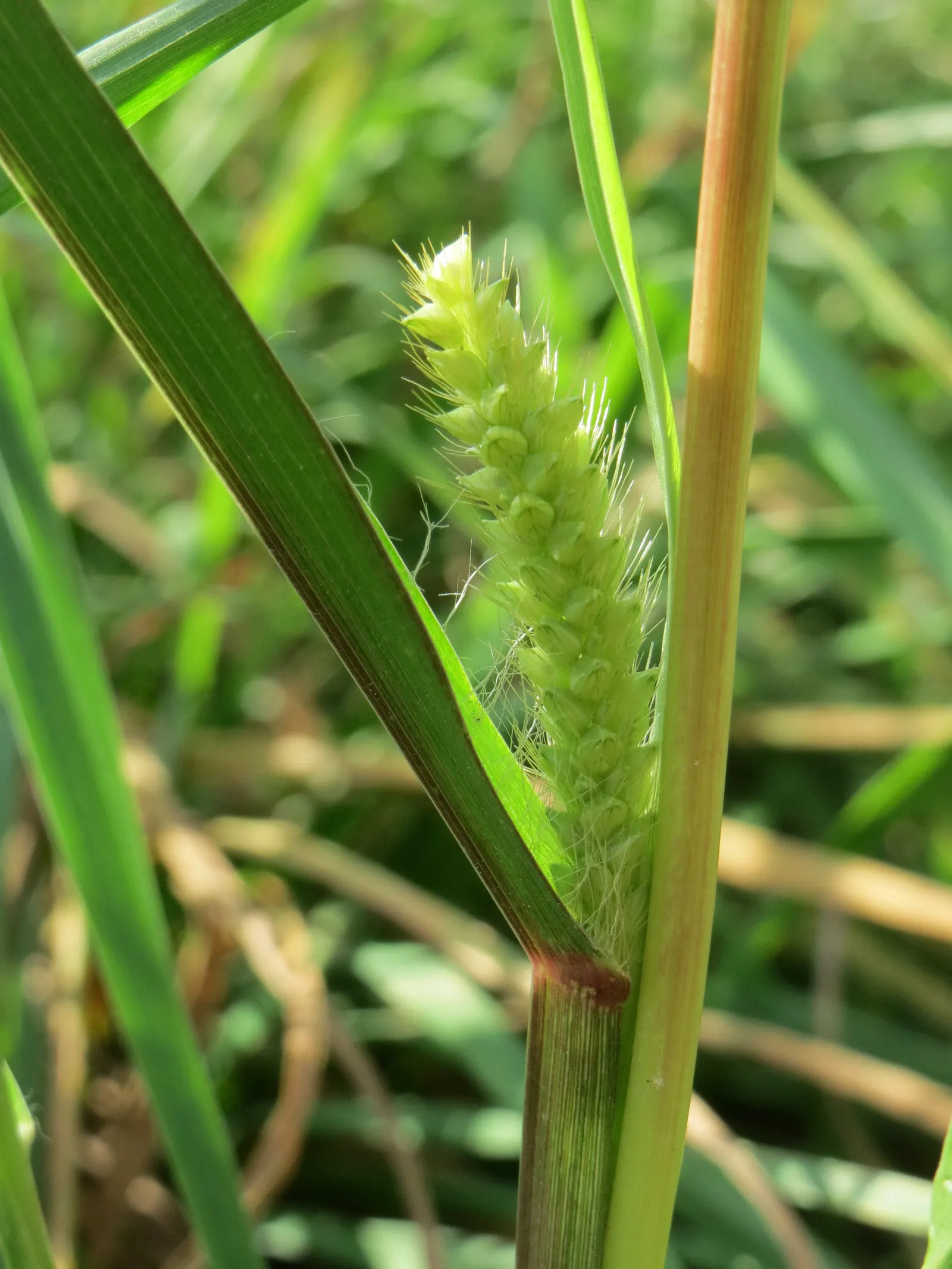 Yellow Foxtail Grass (Alopecurus Pratensis 'Aureus') — Its soft, brush-like inflorescences add texture, contrasting beautifully with darker greens