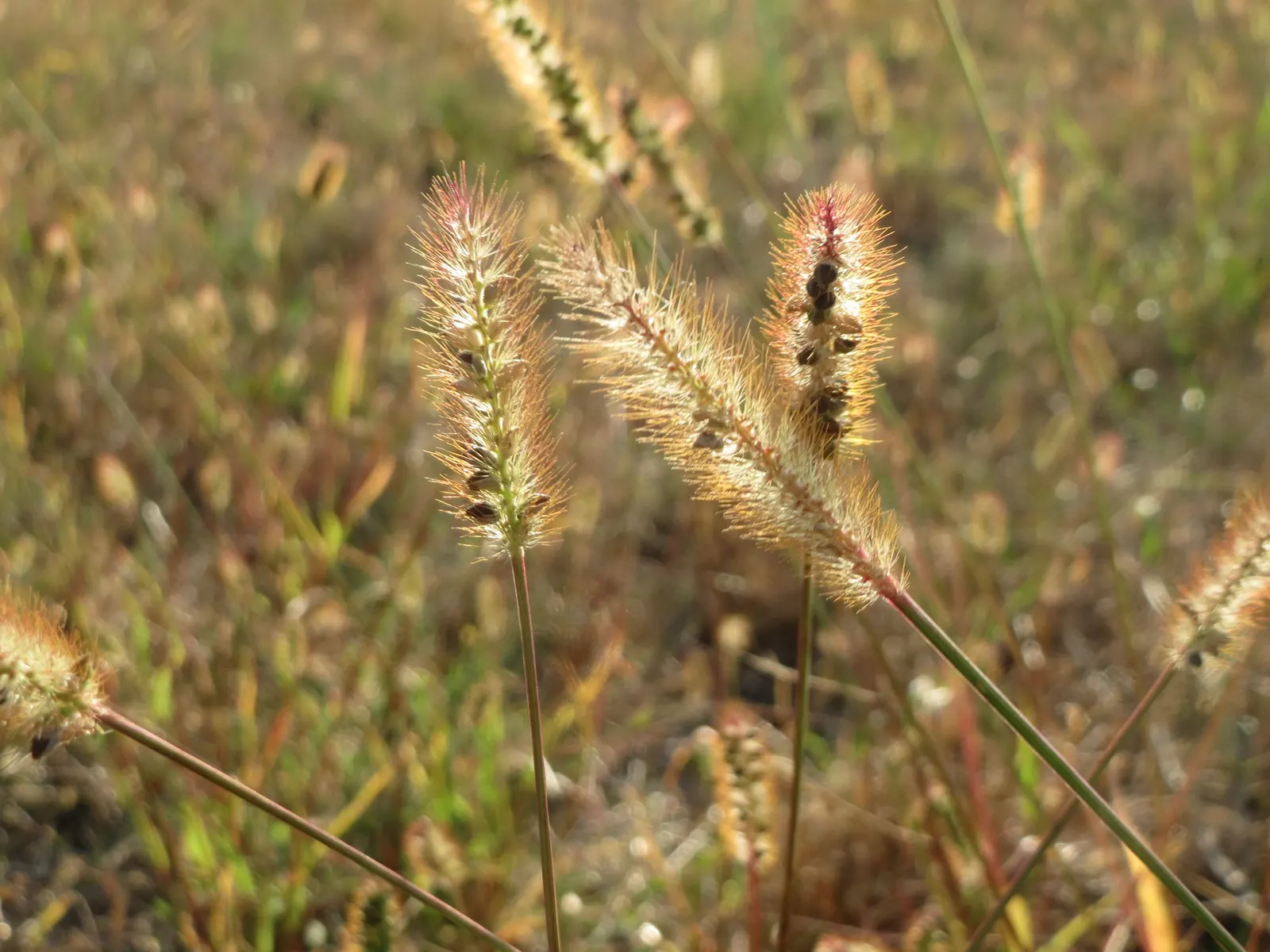 Yellow Foxtail Grass (Alopecurus Pratensis 'Aureus') — As a striking cultivar of the Meadow Foxtail; ideal for borders, it provides movement and, image 45