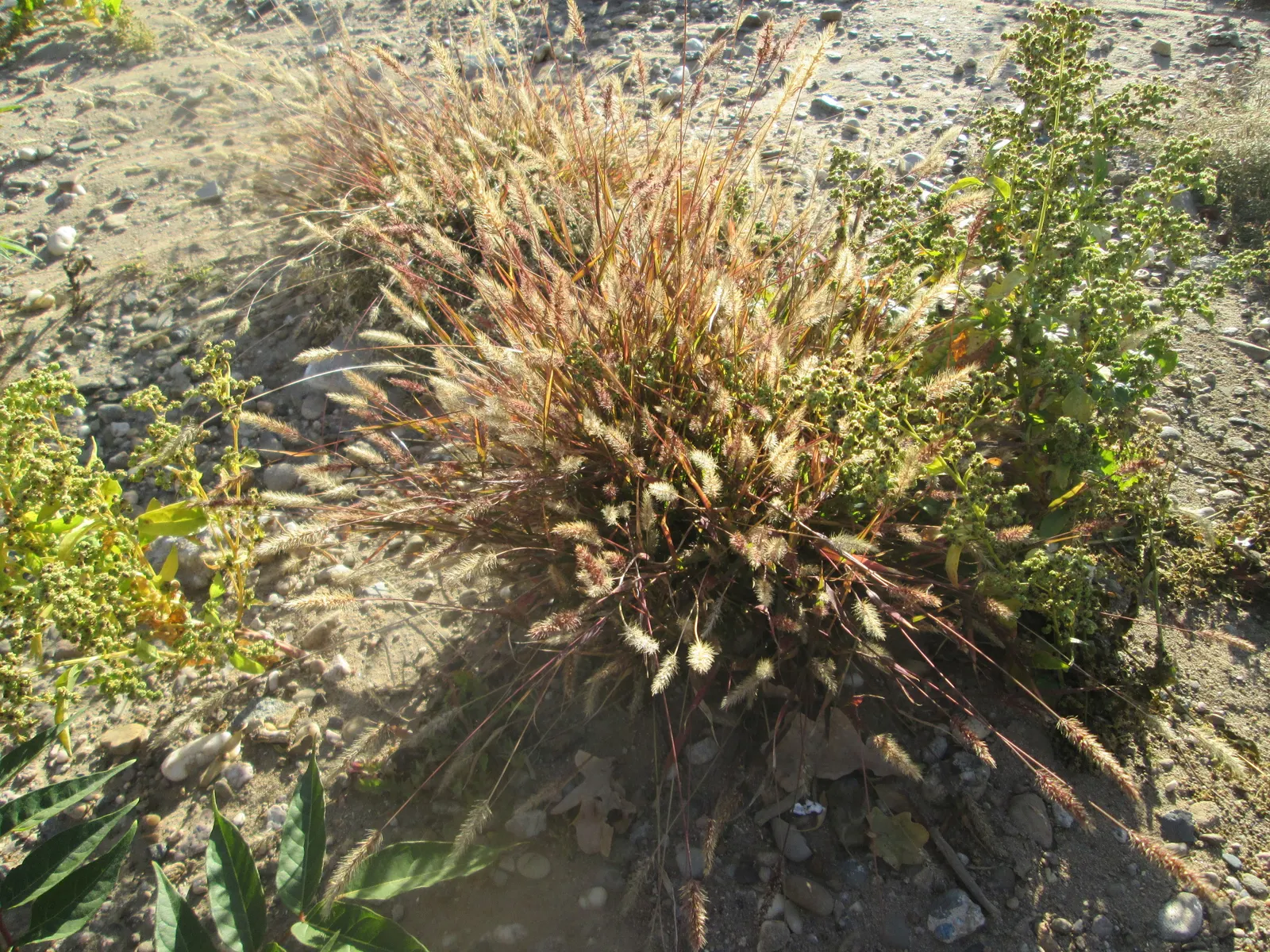 Yellow Foxtail Grass (Alopecurus Pratensis 'Aureus') — As a striking cultivar of the Meadow Foxtail; ideal for borders, it provides movement and, image 81