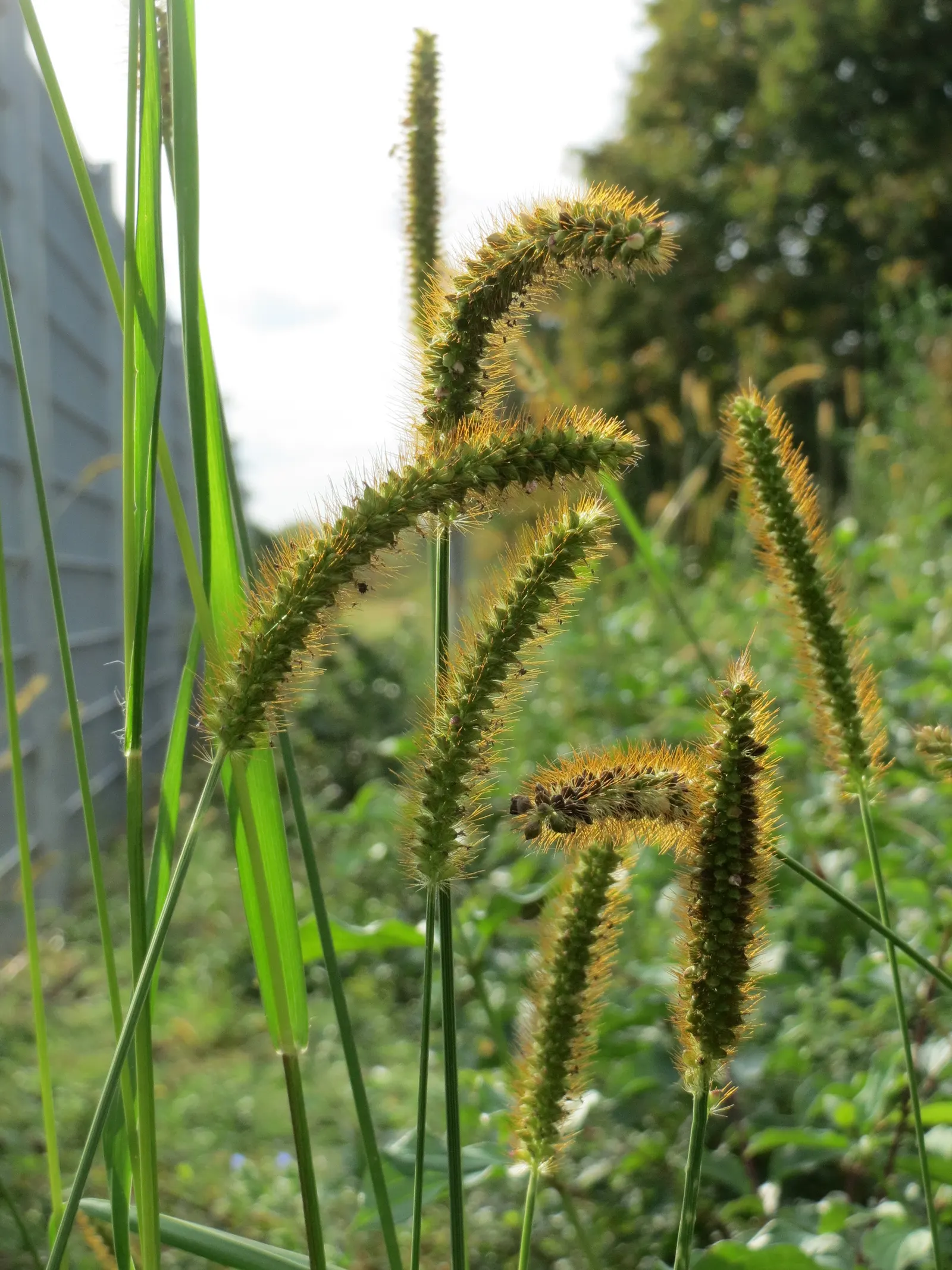 Yellow Foxtail Grass (Alopecurus Pratensis 'Aureus') — Yellow Foxtail Grass reaches a modest height of approximately 12 to 24 inches