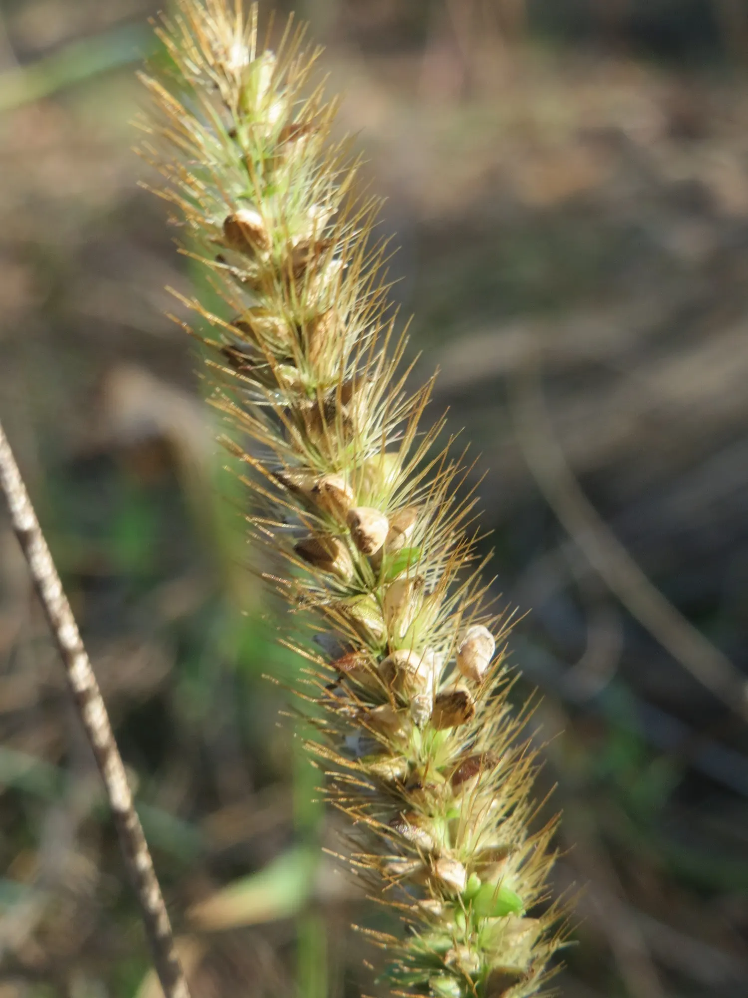 Yellow Foxtail Grass (Alopecurus Pratensis 'Aureus') — welcoming a variety of pollinators to the garden