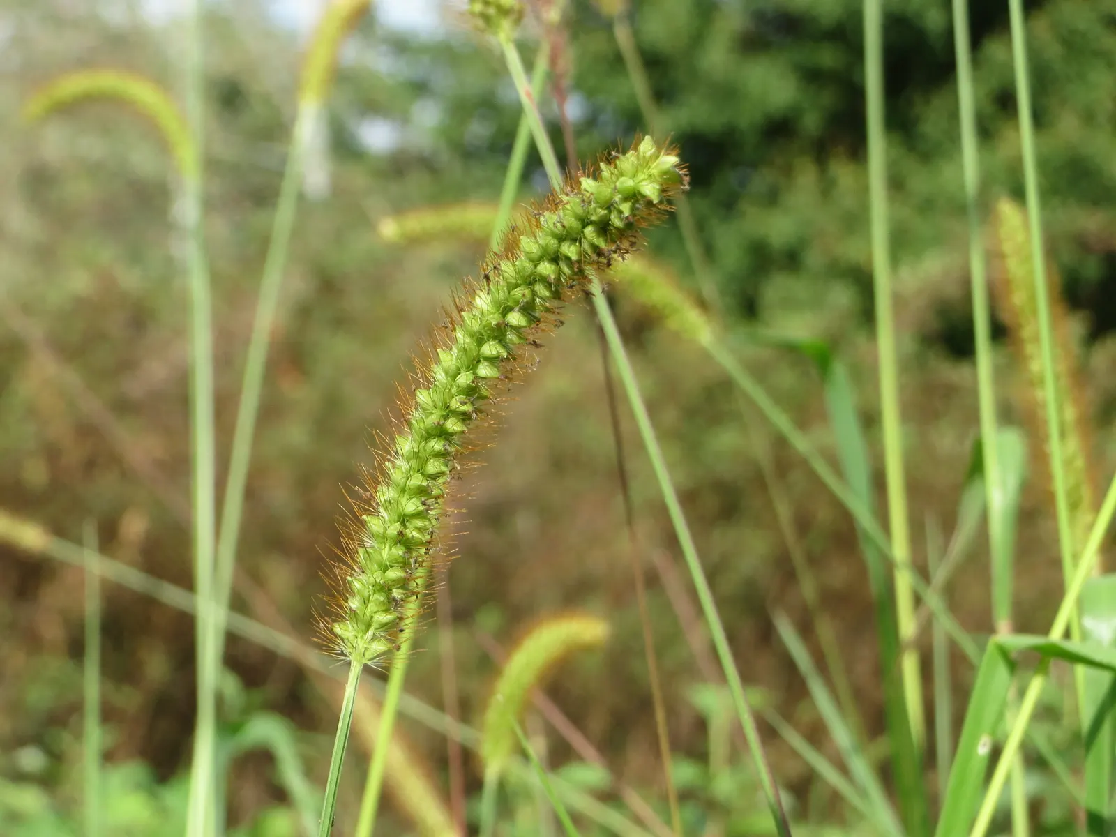 Yellow Foxtail Grass (Alopecurus Pratensis 'Aureus') — scientifically known as Alopecurus pratensis 'Aureus'; brush-like flower spikes that emerge in spring