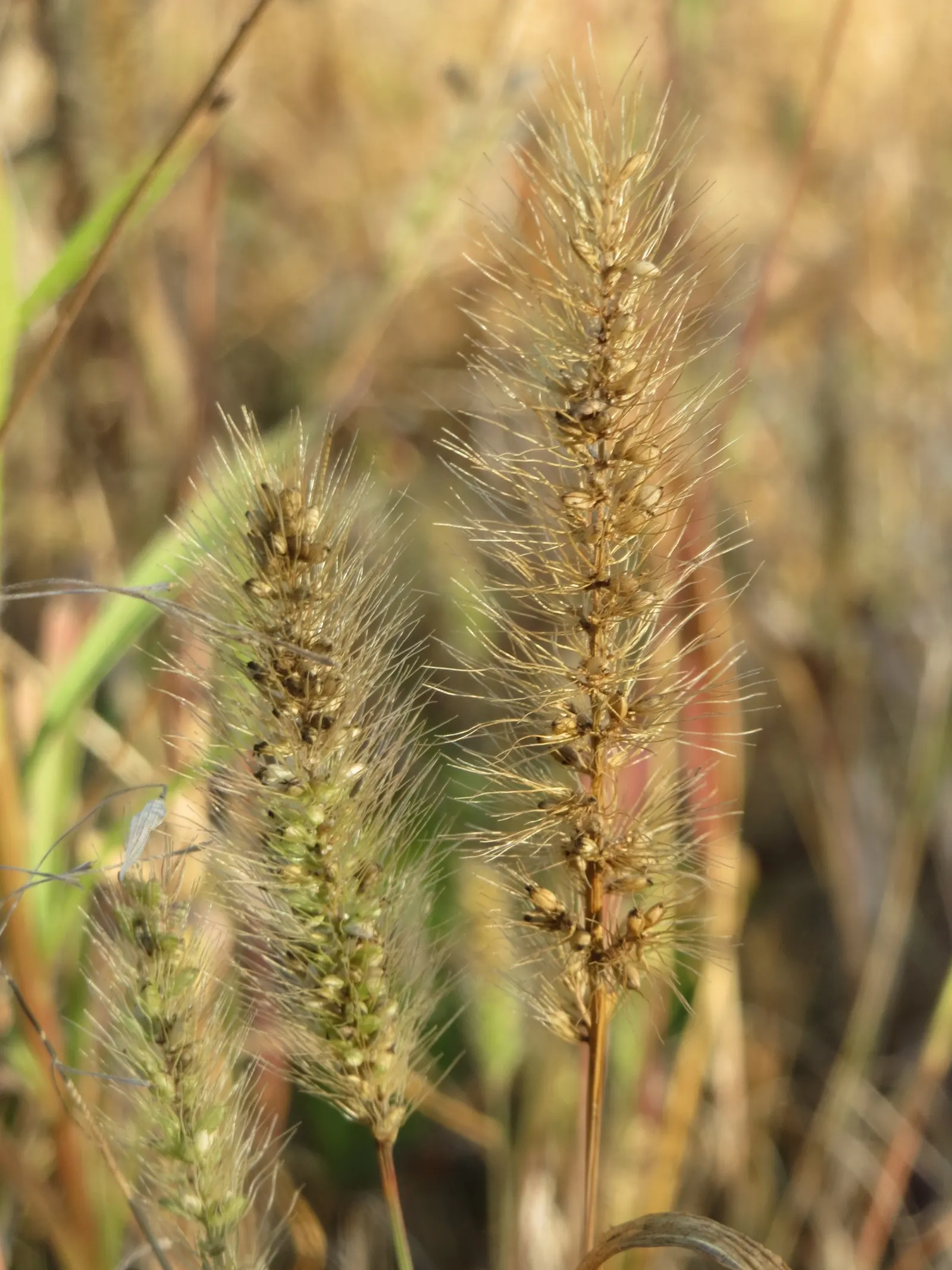 Yellow Foxtail Grass (Alopecurus Pratensis 'Aureus') — When designing a landscape; is an ornamental grass renowned for its vivid, image 53