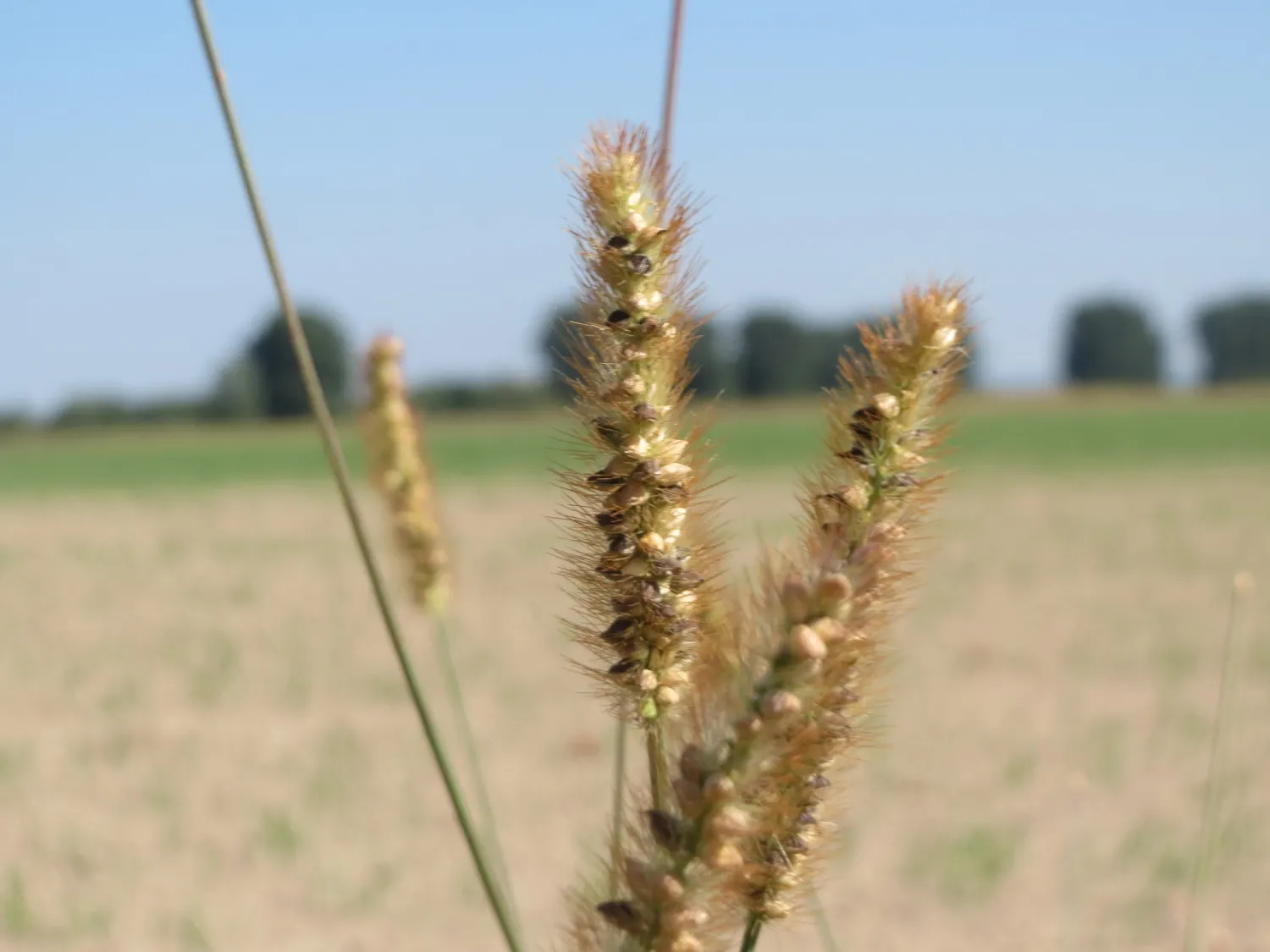 Yellow Foxtail Grass (Alopecurus Pratensis 'Aureus') — Ideal for borders, it provides movement and seasonal interest; 12-24 inches and a spread of, image 78