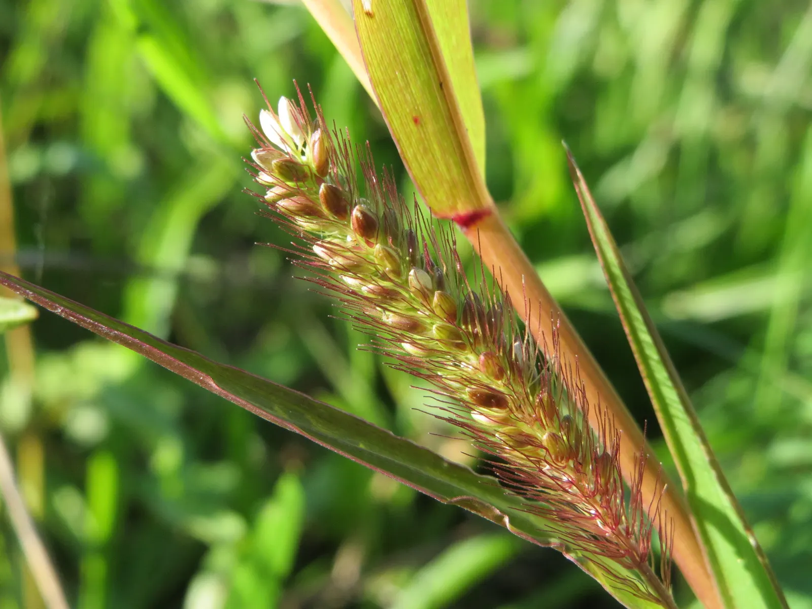 Yellow Foxtail Grass (Alopecurus Pratensis 'Aureus') — is an ornamental grass renowned for its vivid; when designing a landscape, image 80