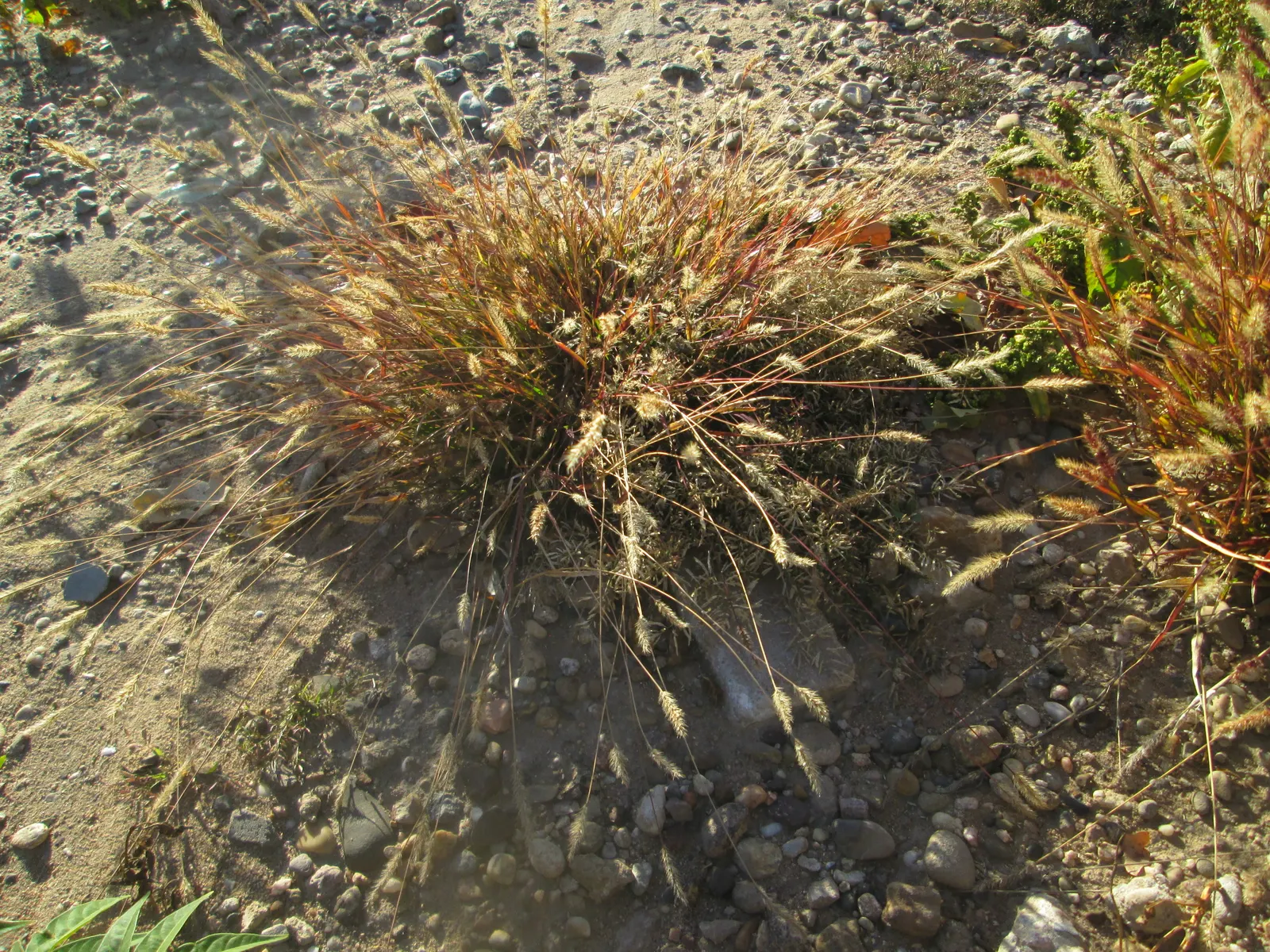 Yellow Foxtail Grass (Alopecurus Pratensis 'Aureus') — Prefers full sun to partial shade and well-drained soil; scientifically known as Alopecurus, image 94