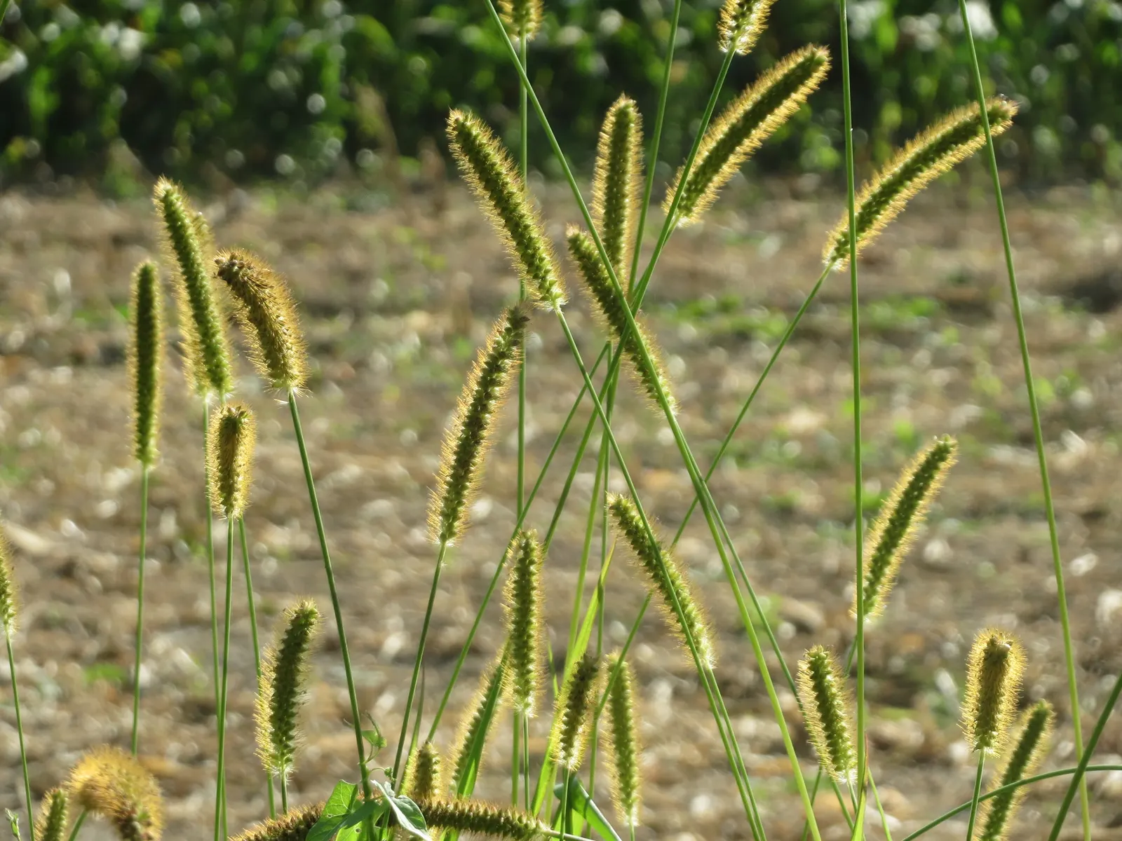 Yellow Foxtail Grass (Alopecurus Pratensis 'Aureus') — making it a versatile choice for borders; as a striking cultivar of the Meadow Foxtail, image 102
